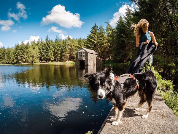 Wild Swimming With Your Dog