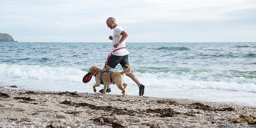 Looking After Active Dogs and Canine Athletes From The Inside, Out