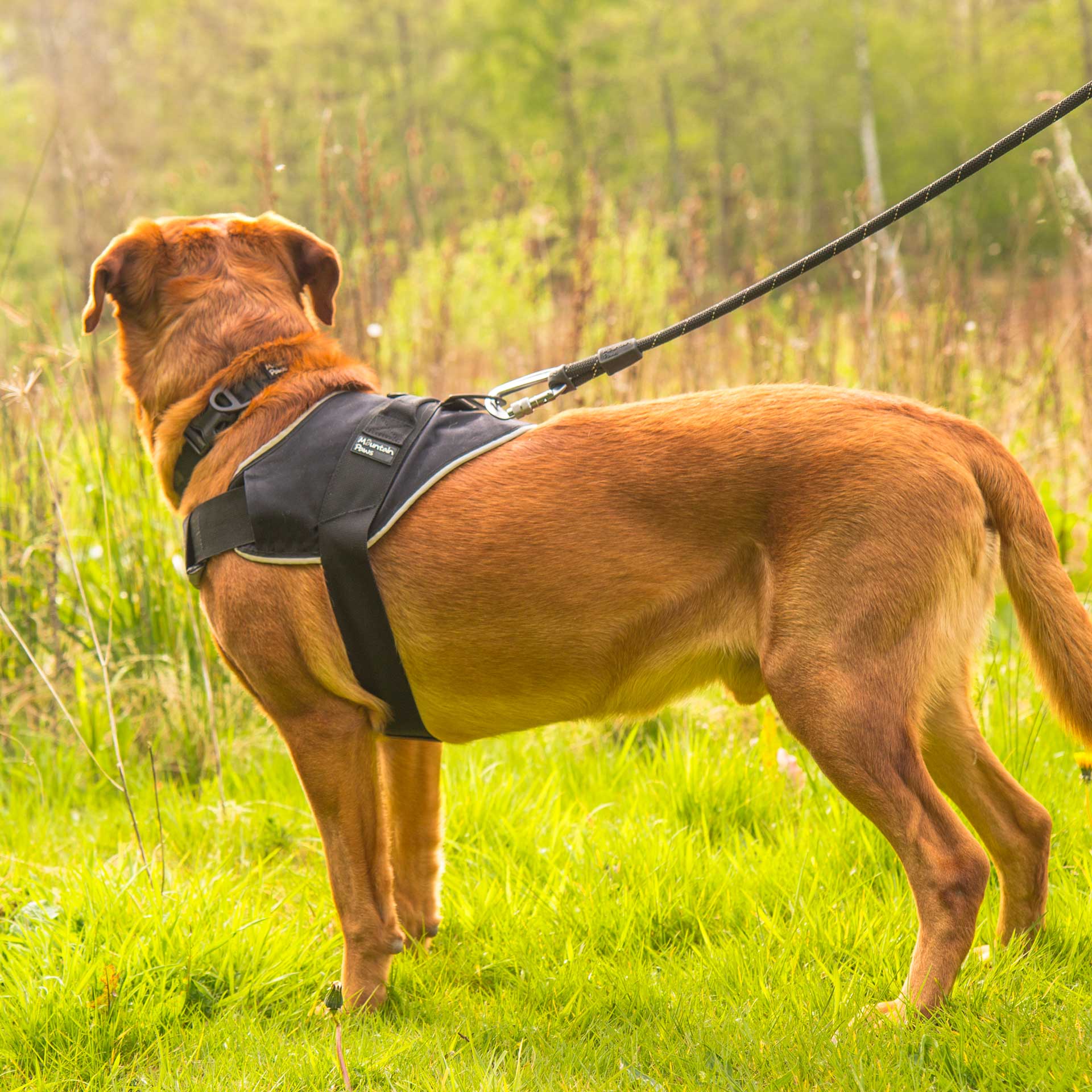 Extra Tough Dog Harness