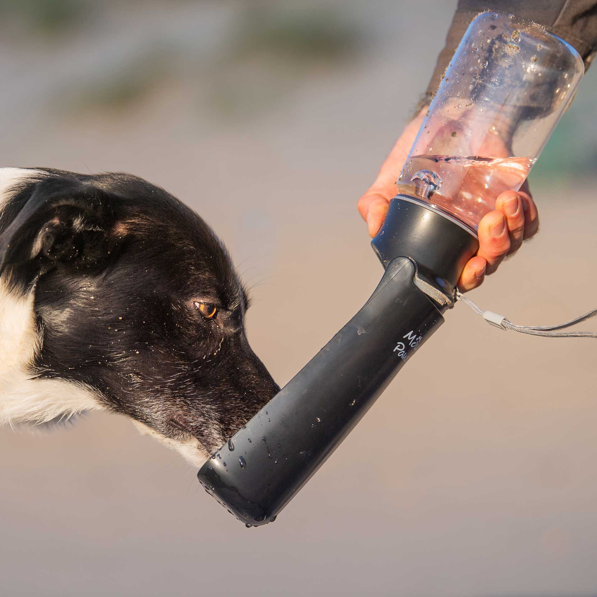 Folding Dog Water Bottle