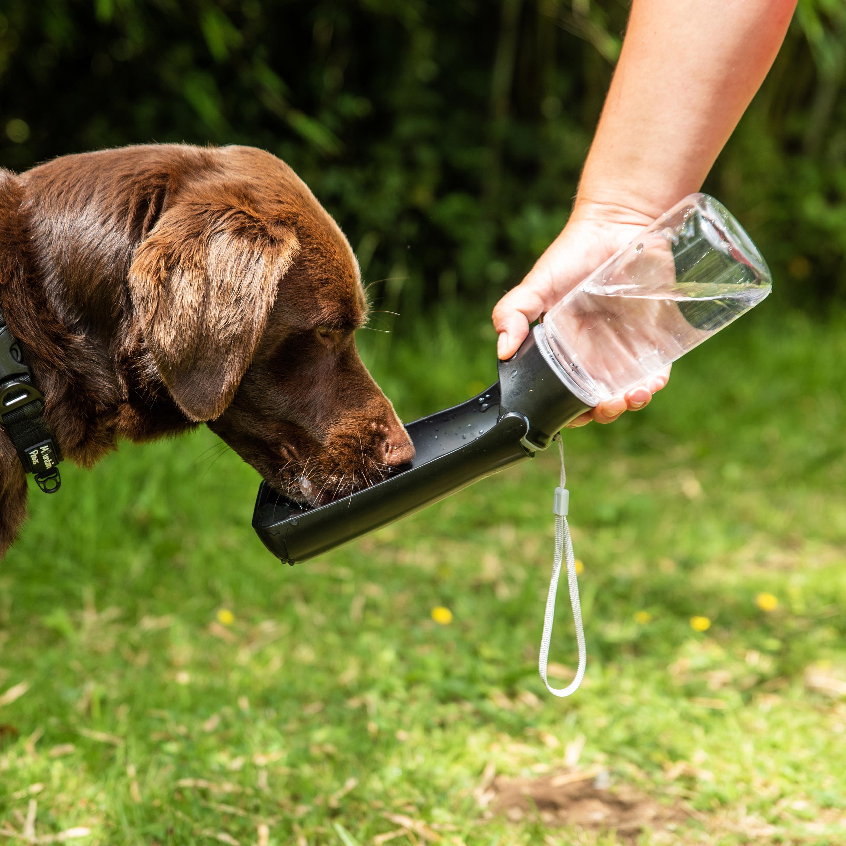 Folding Dog Water Bottle