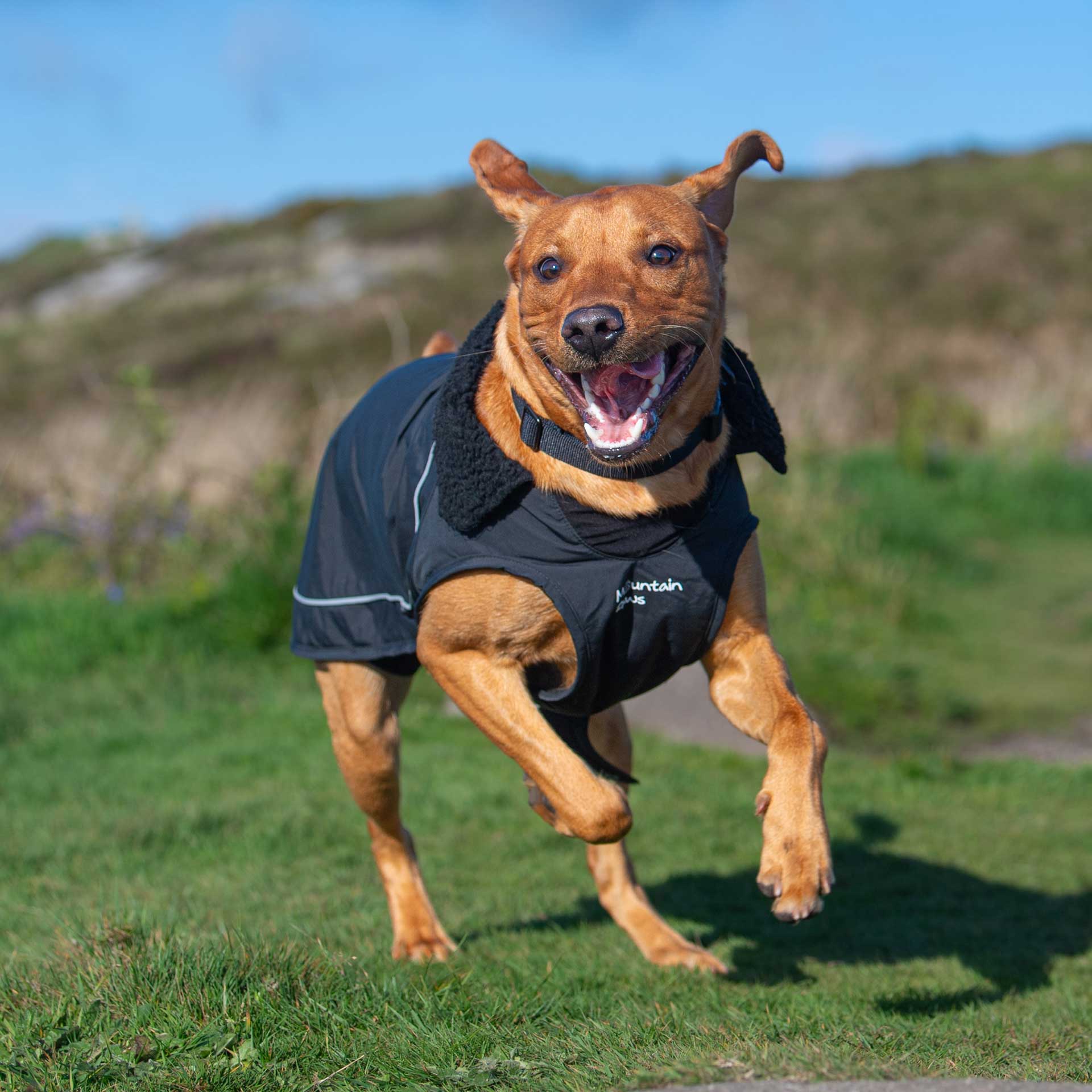 Fleece Lined Dog Coat