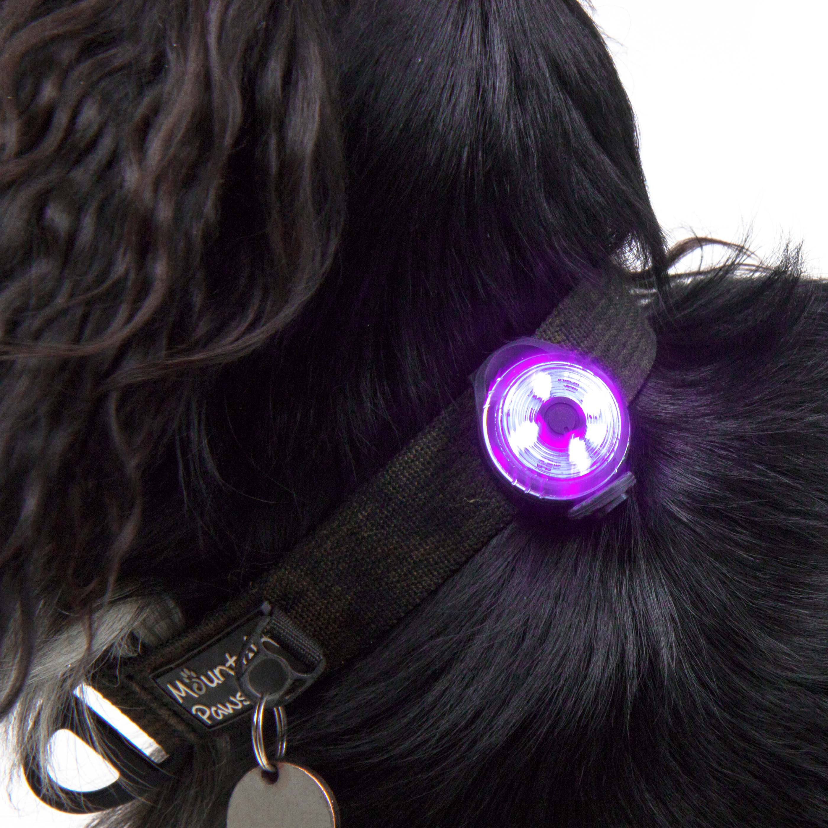 Dog Safety Light