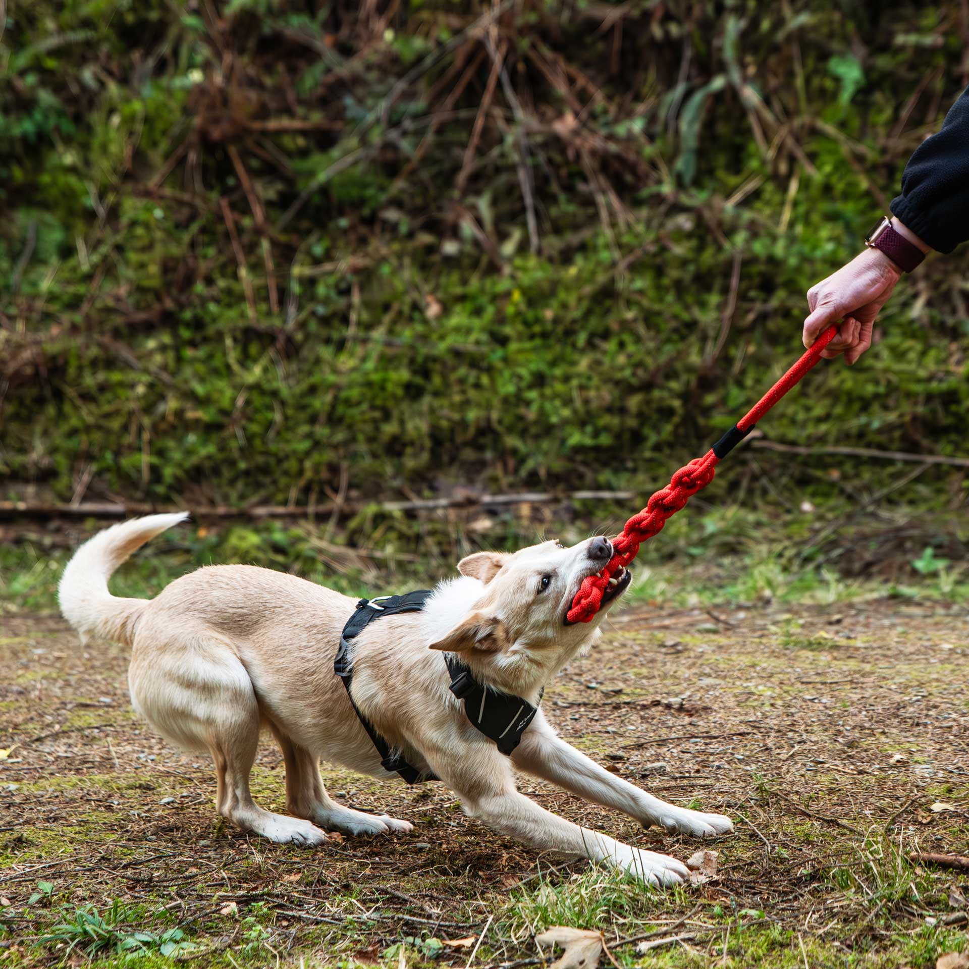 Flat Rope Dog Toy