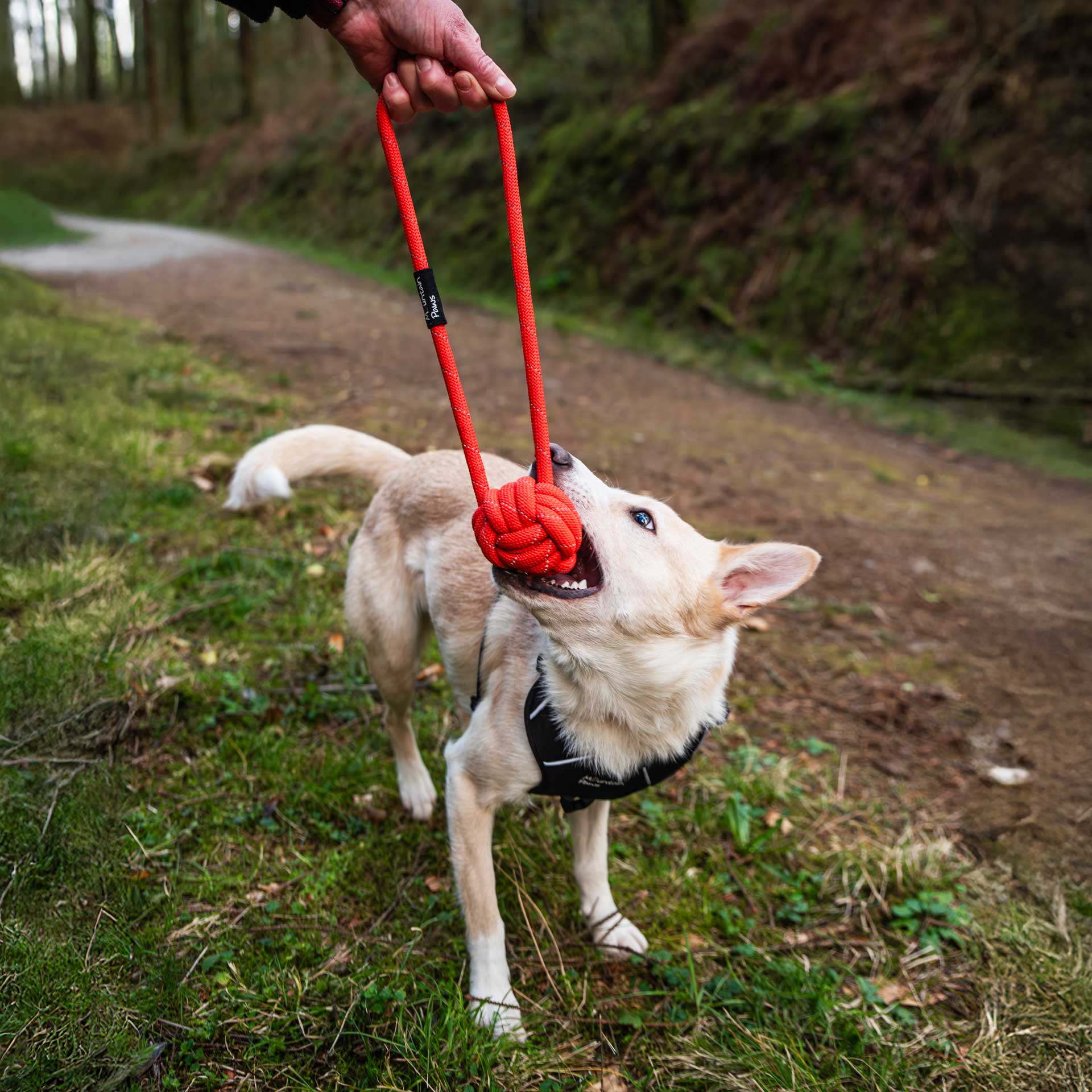 Ball Rope Dog Toy