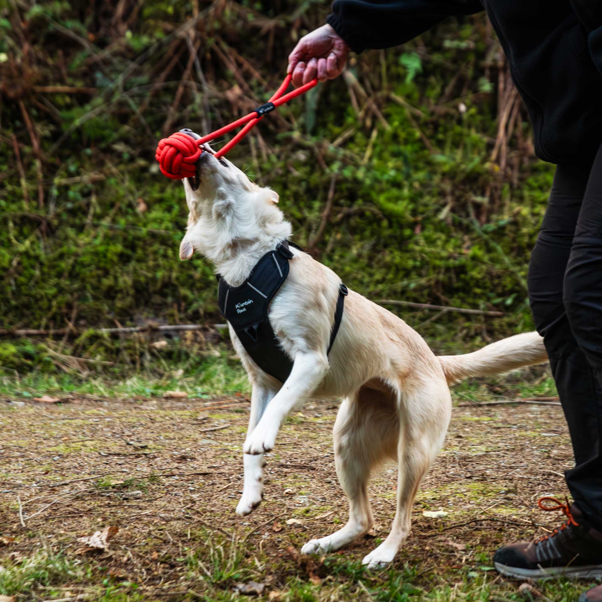 Ball Rope Dog Toy