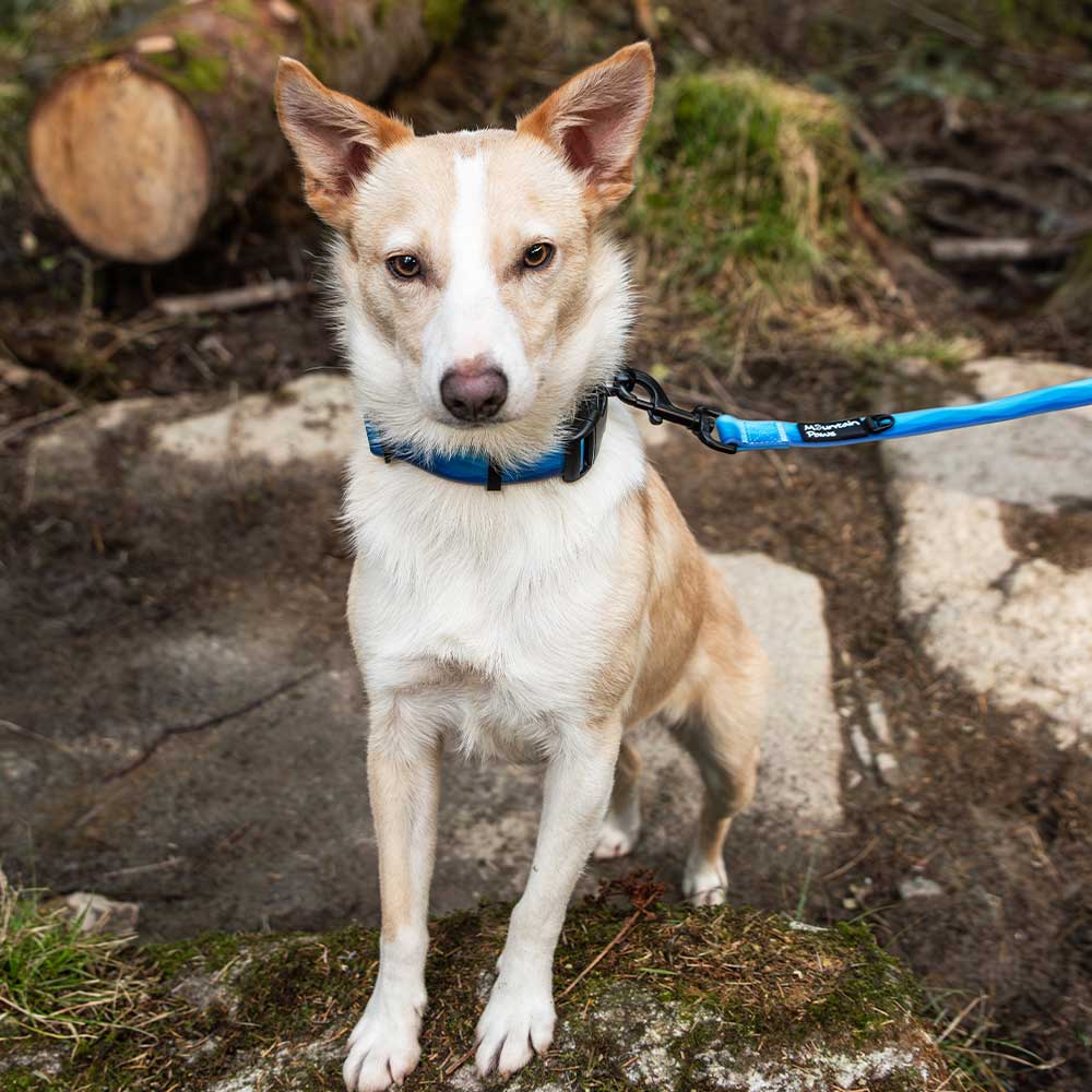Dog Leads & Collars | Mountain Paws EU