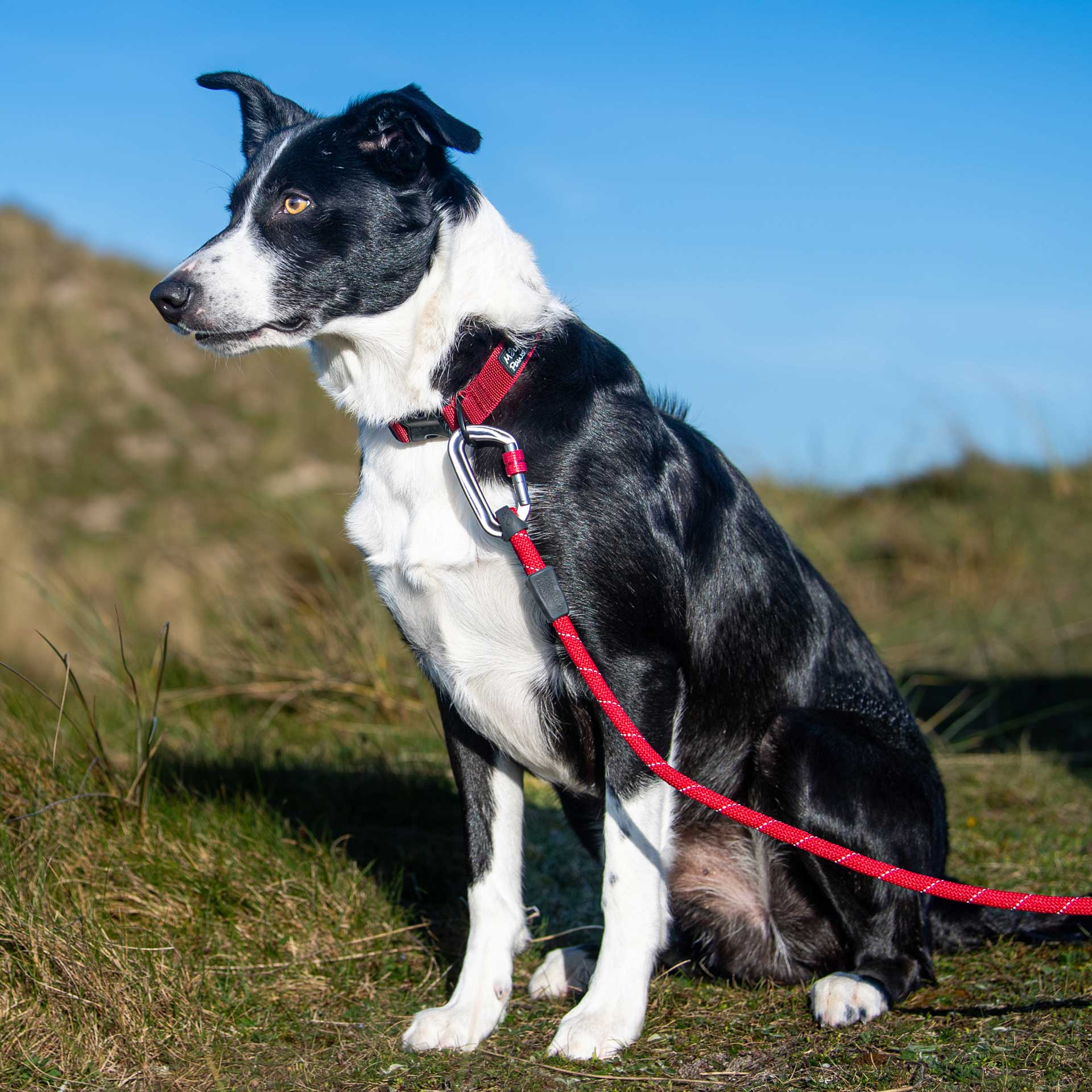 Rope Dog Lead - variant[Red]