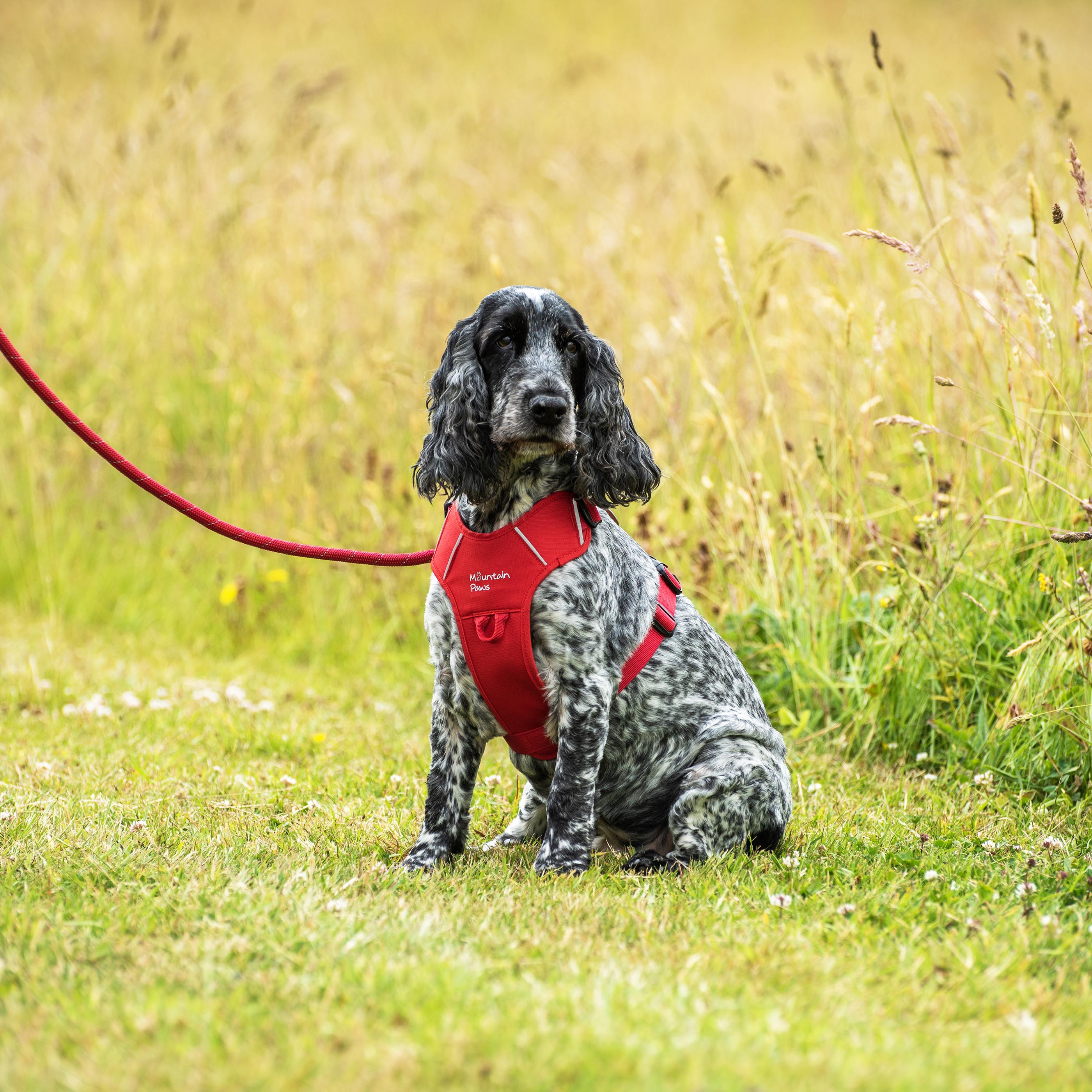 Rope Dog Lead - variant[Red]