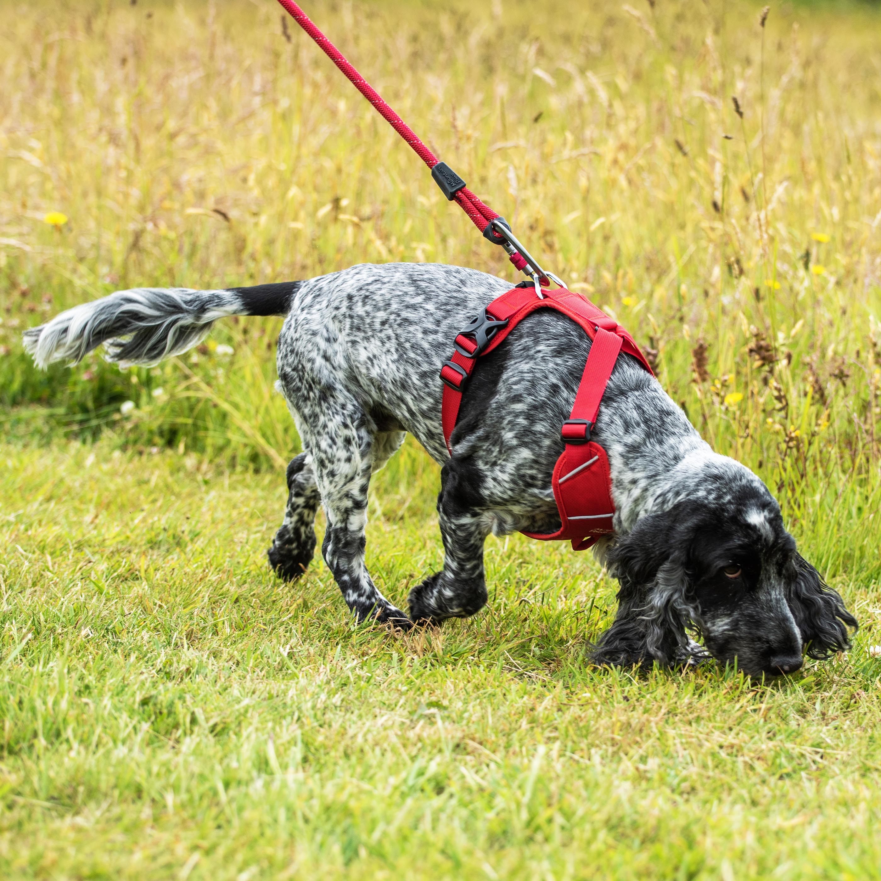 Rope Dog Lead - variant[Red]