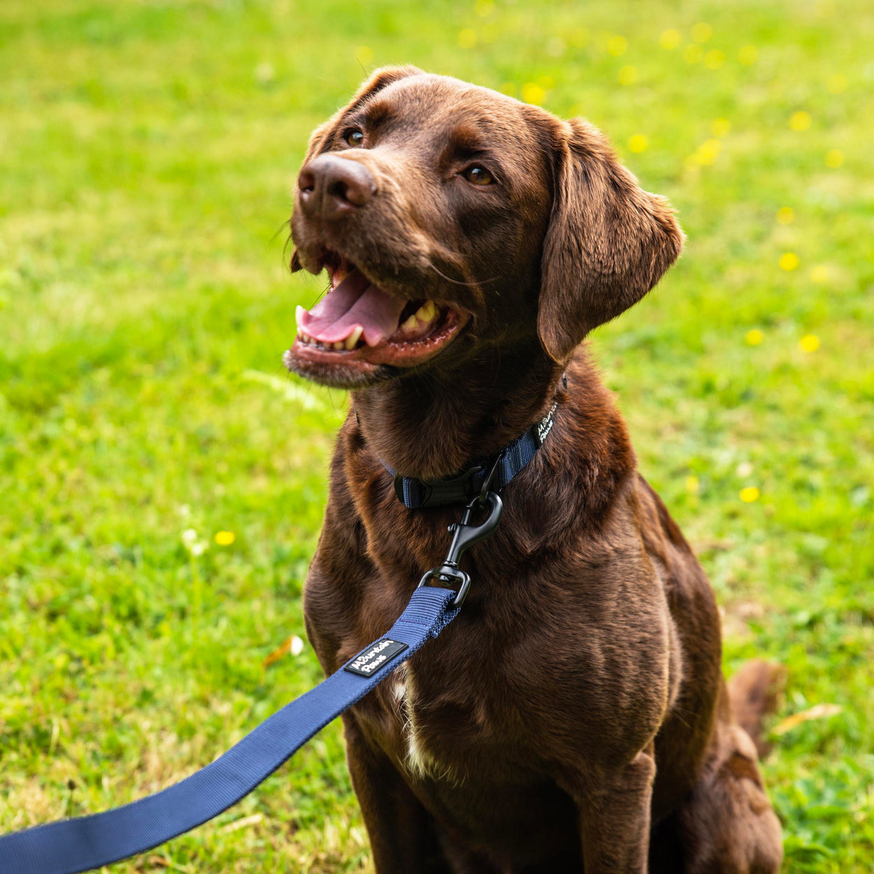 Extra Tough Dog Lead | Leads For Dogs | Mountain Paws EU