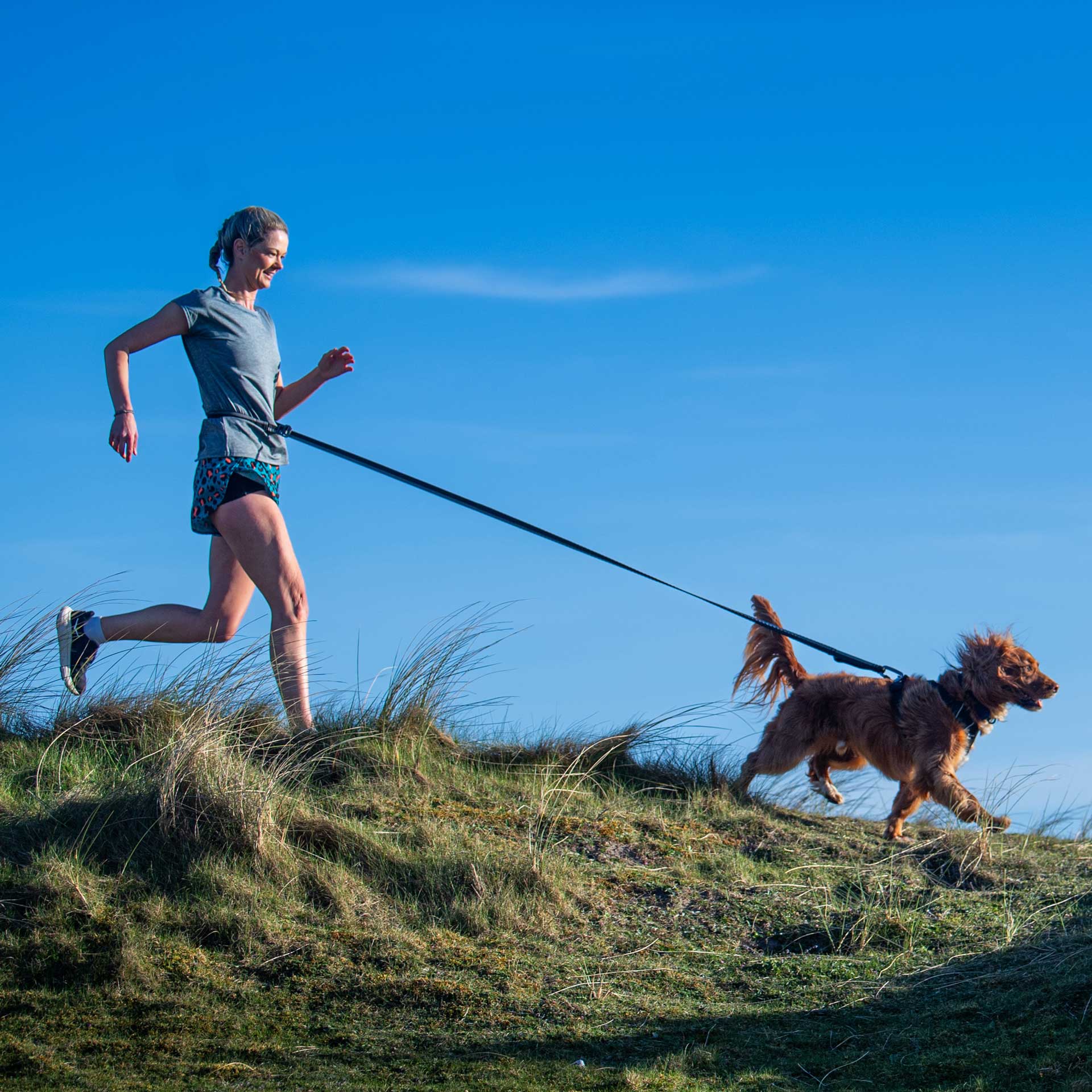 Shock Absorber Dog Lead