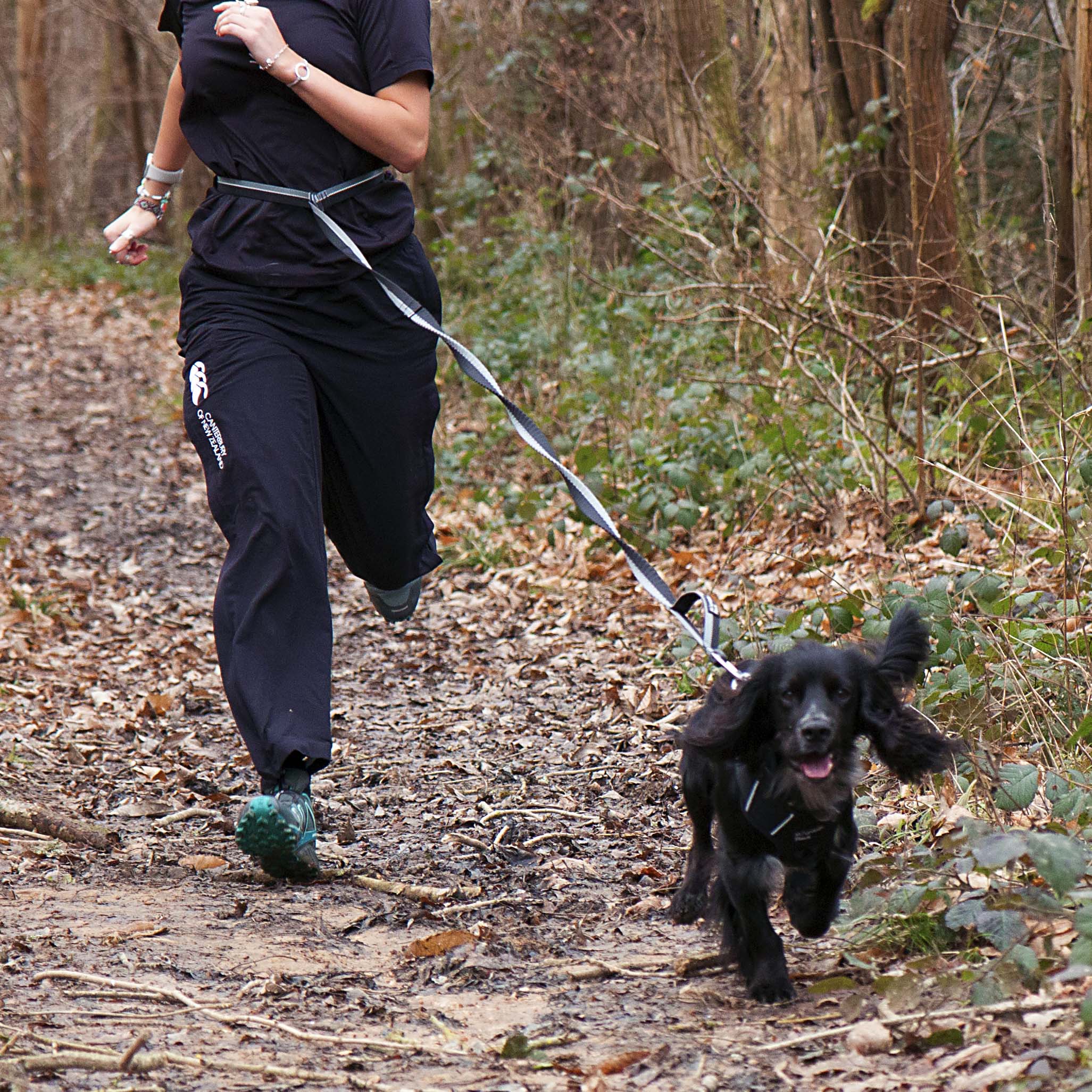 Shock Absorber Dog Lead