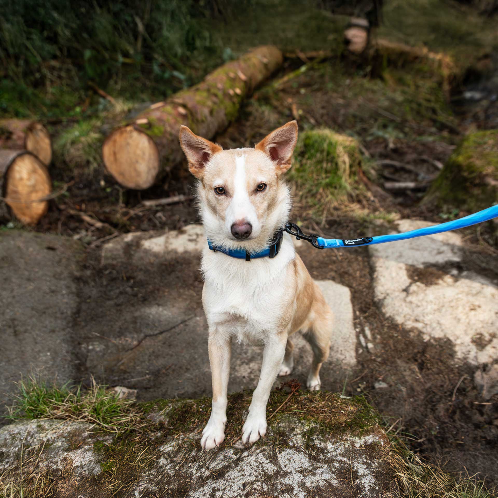 Waterproof Dog Lead - variant[Blue]
