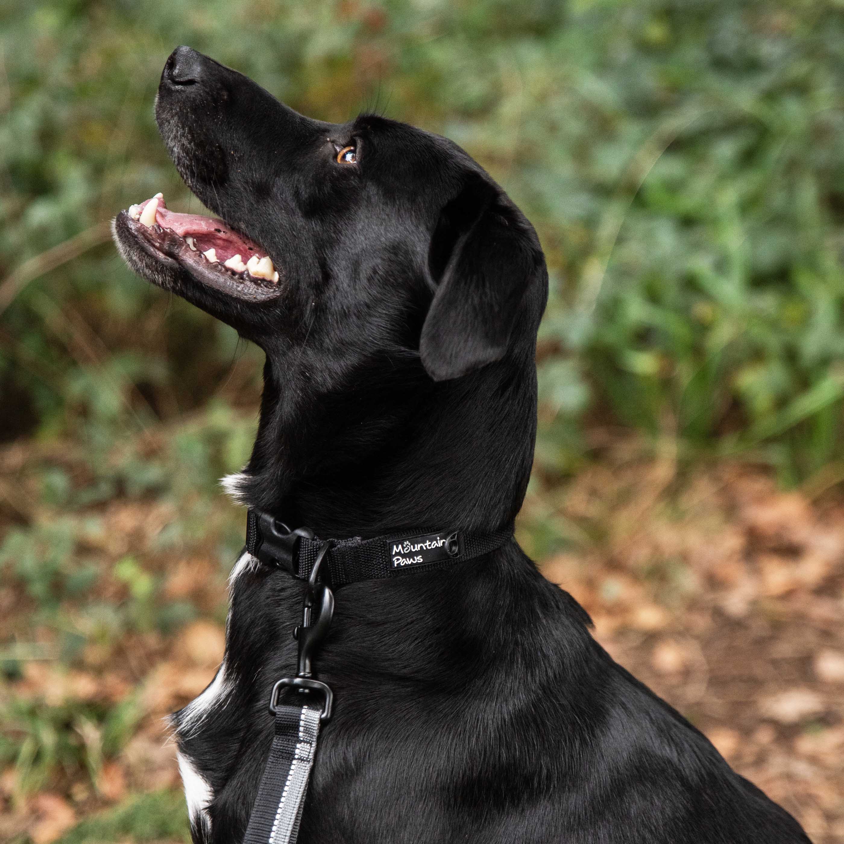 Extra Tough Dog Collar - variant[Black]