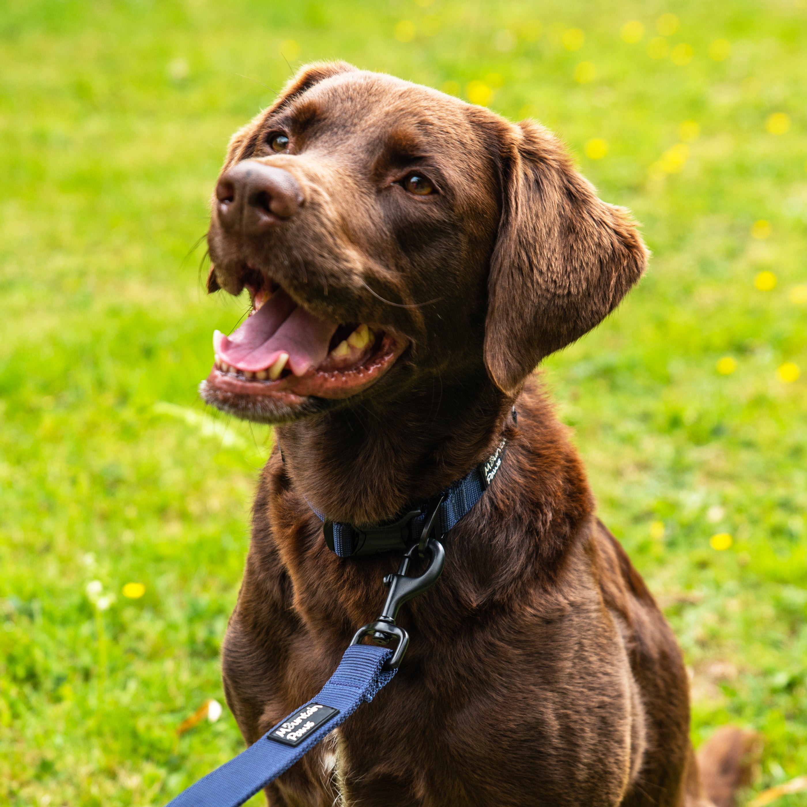 Extra Tough Dog Collar - variant[Navy]