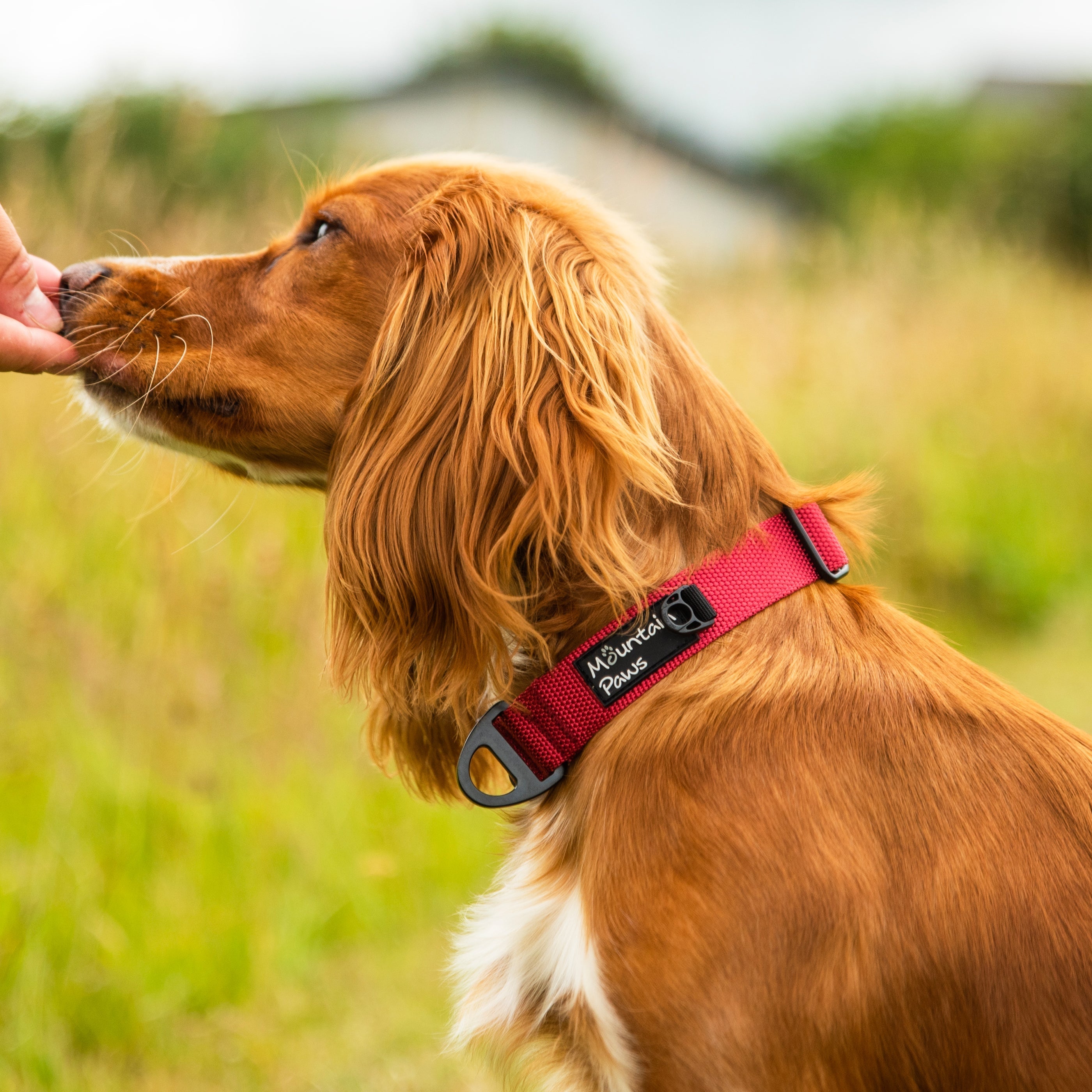 Extra Tough Dog Collar - variant[Red]
