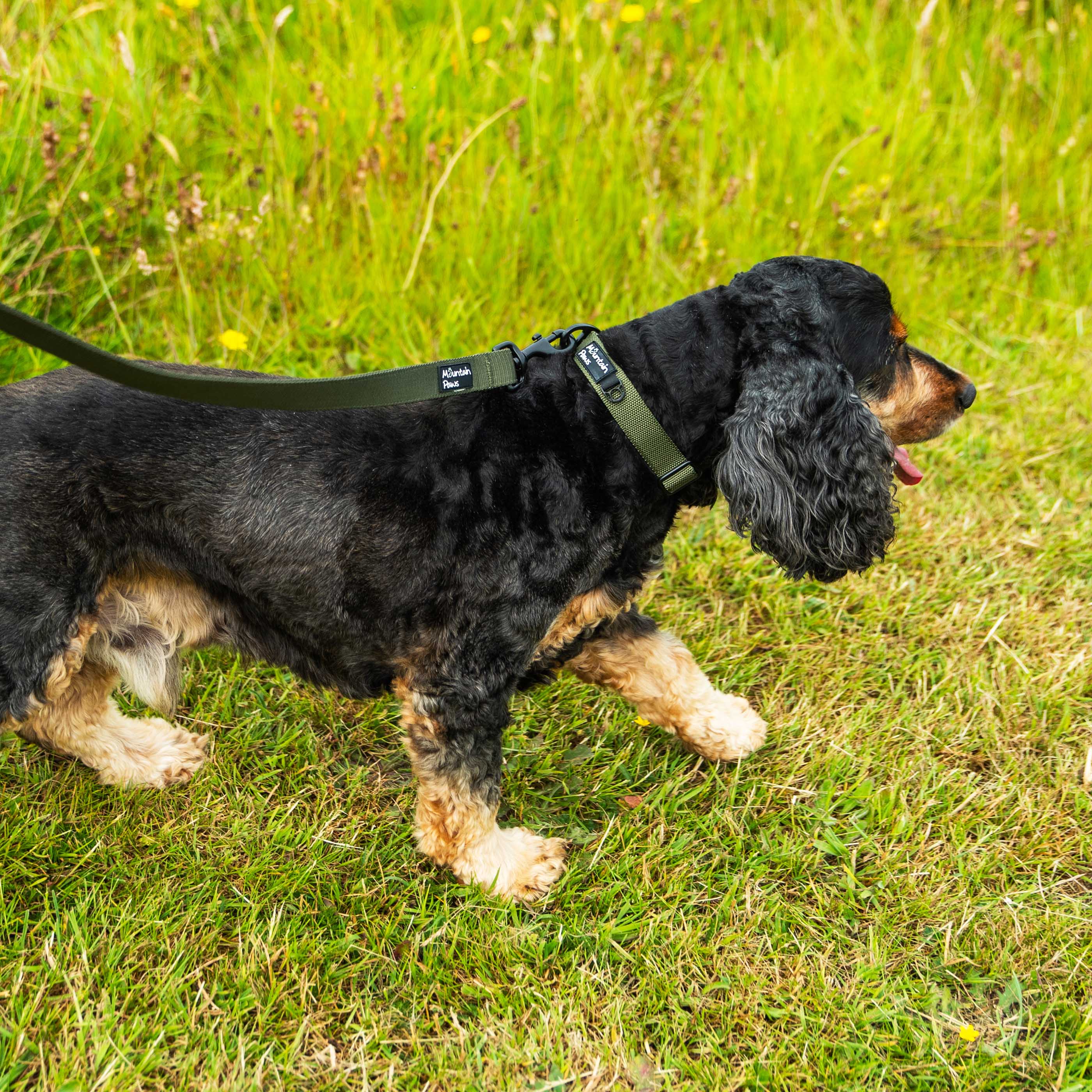 Extra Tough Dog Collar - variant[Olive]