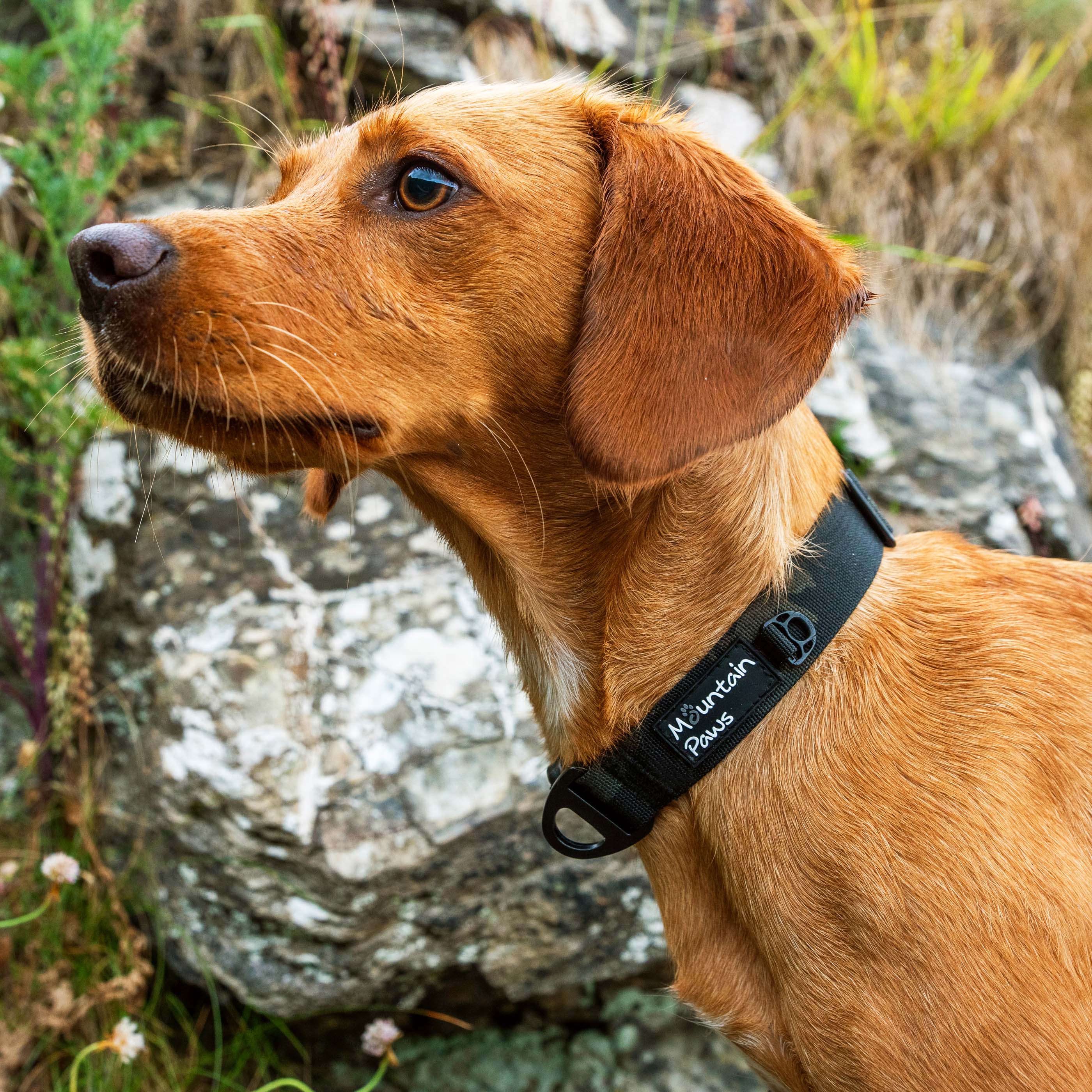 Extra Tough Dog Collar - variant[Camo]
