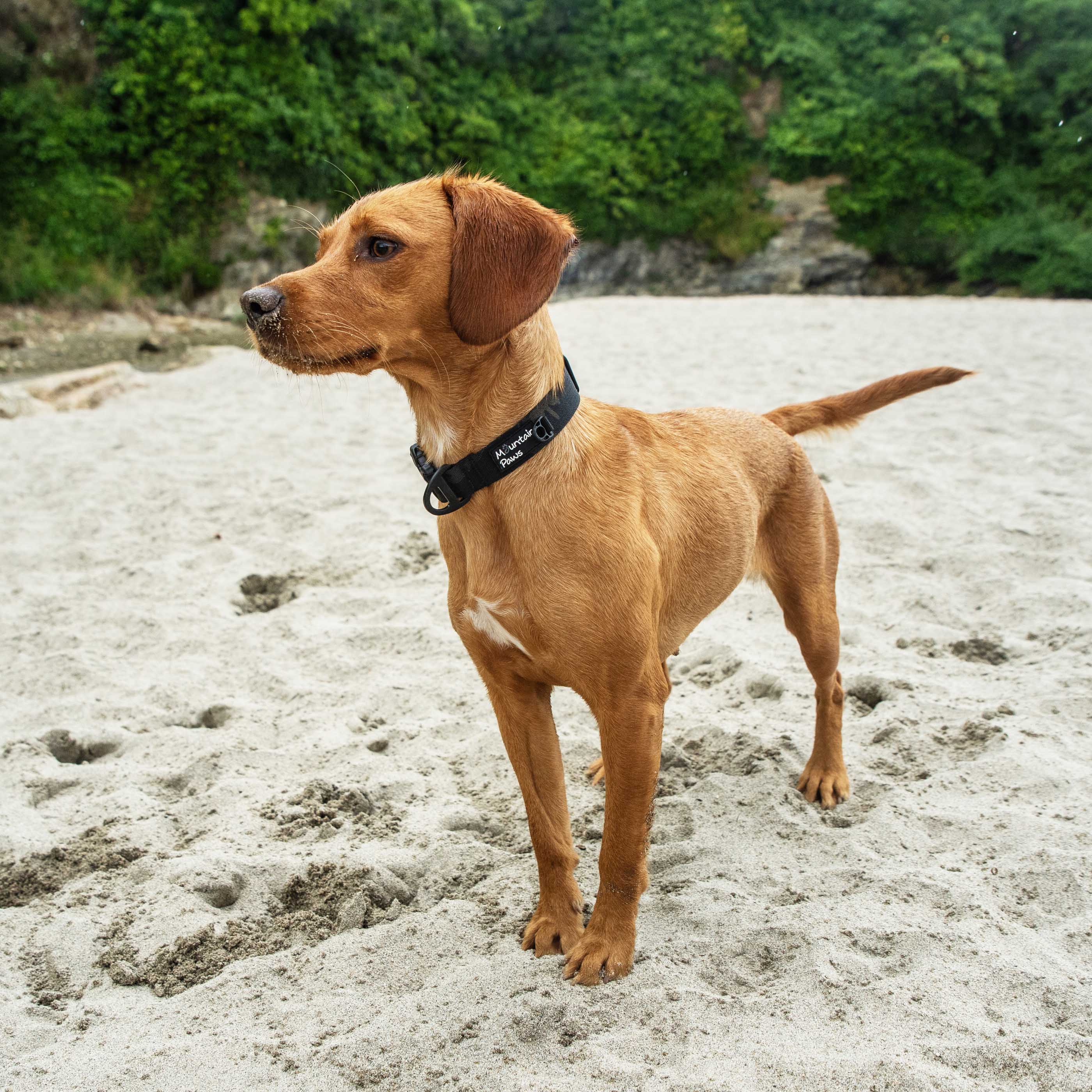 Extra Tough Dog Collar - variant[Camo]