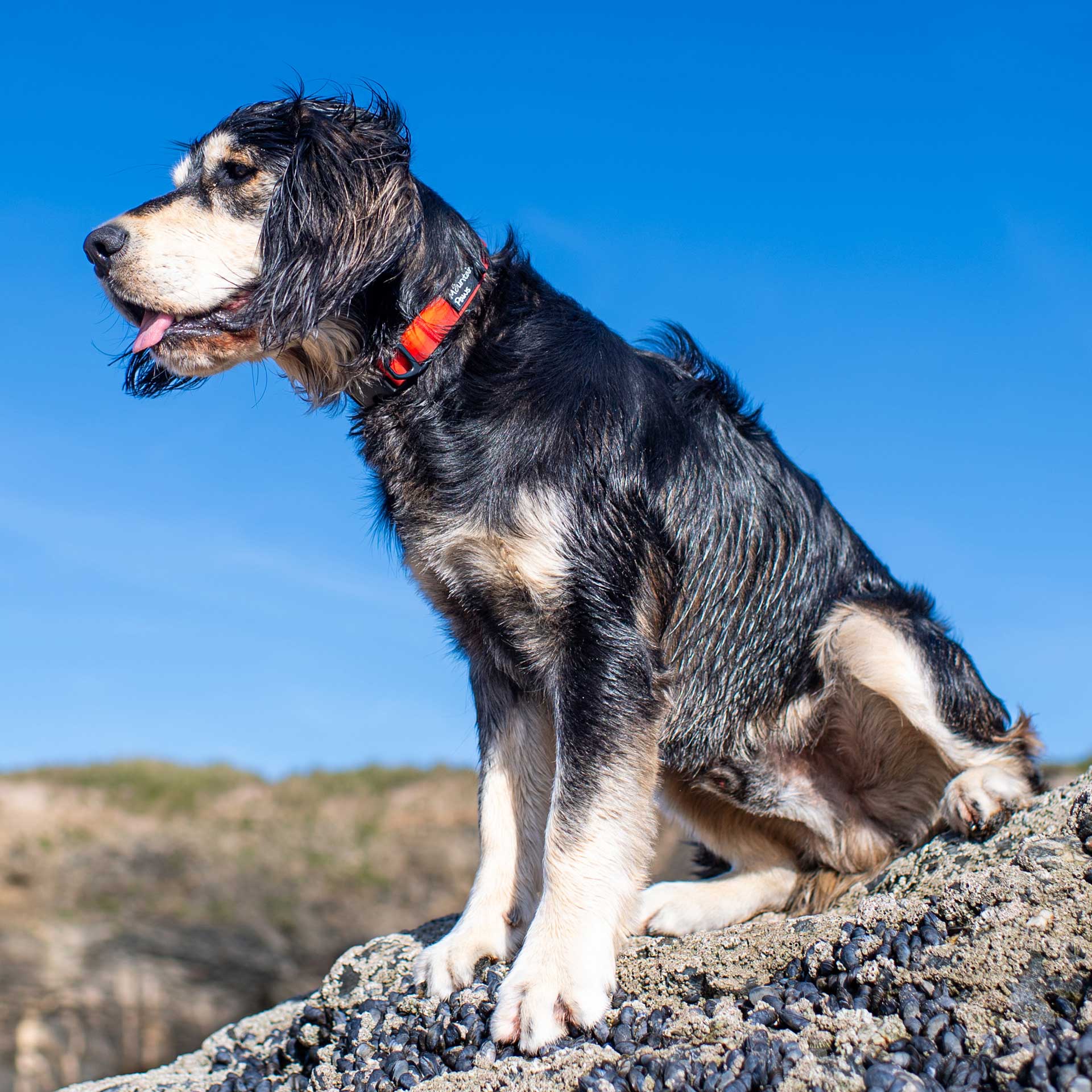 Waterproof Dog Collar - variant[Orange]