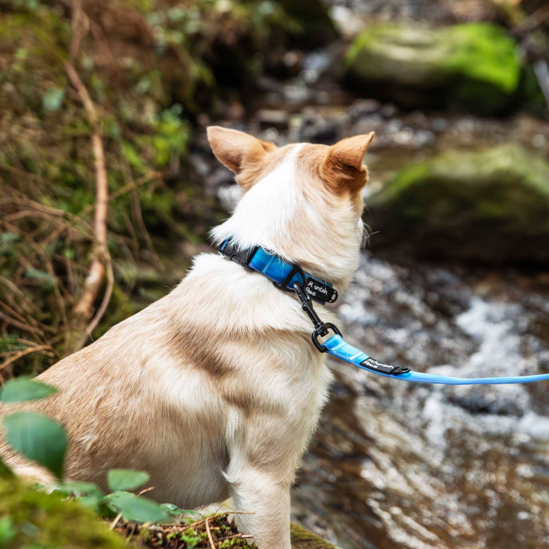 Waterproof Dog Collar - variant[Blue]