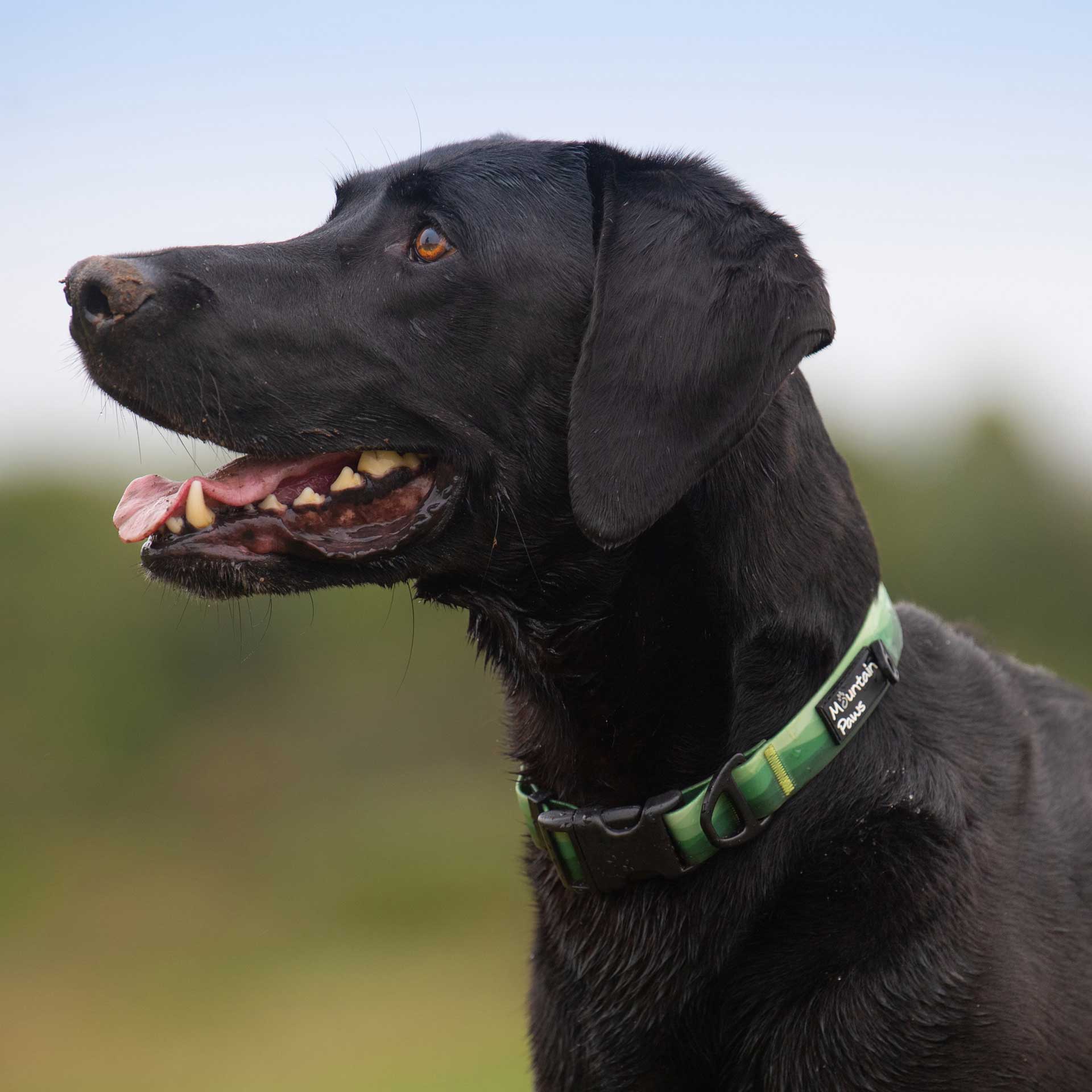 Waterproof Dog Collar - variant[Green]