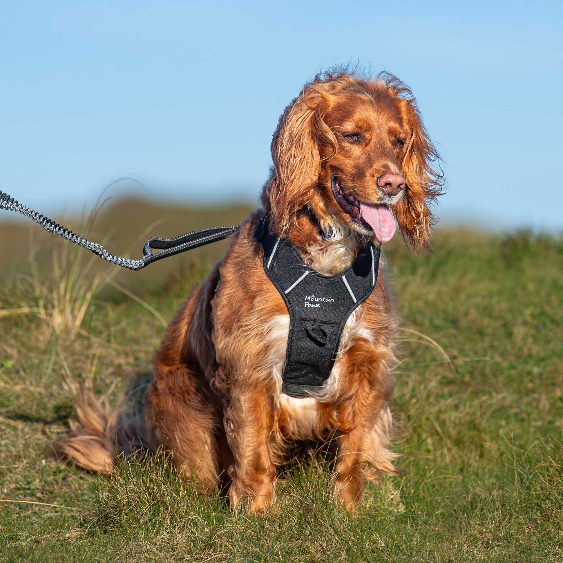 Dog Harness - variant[Black]