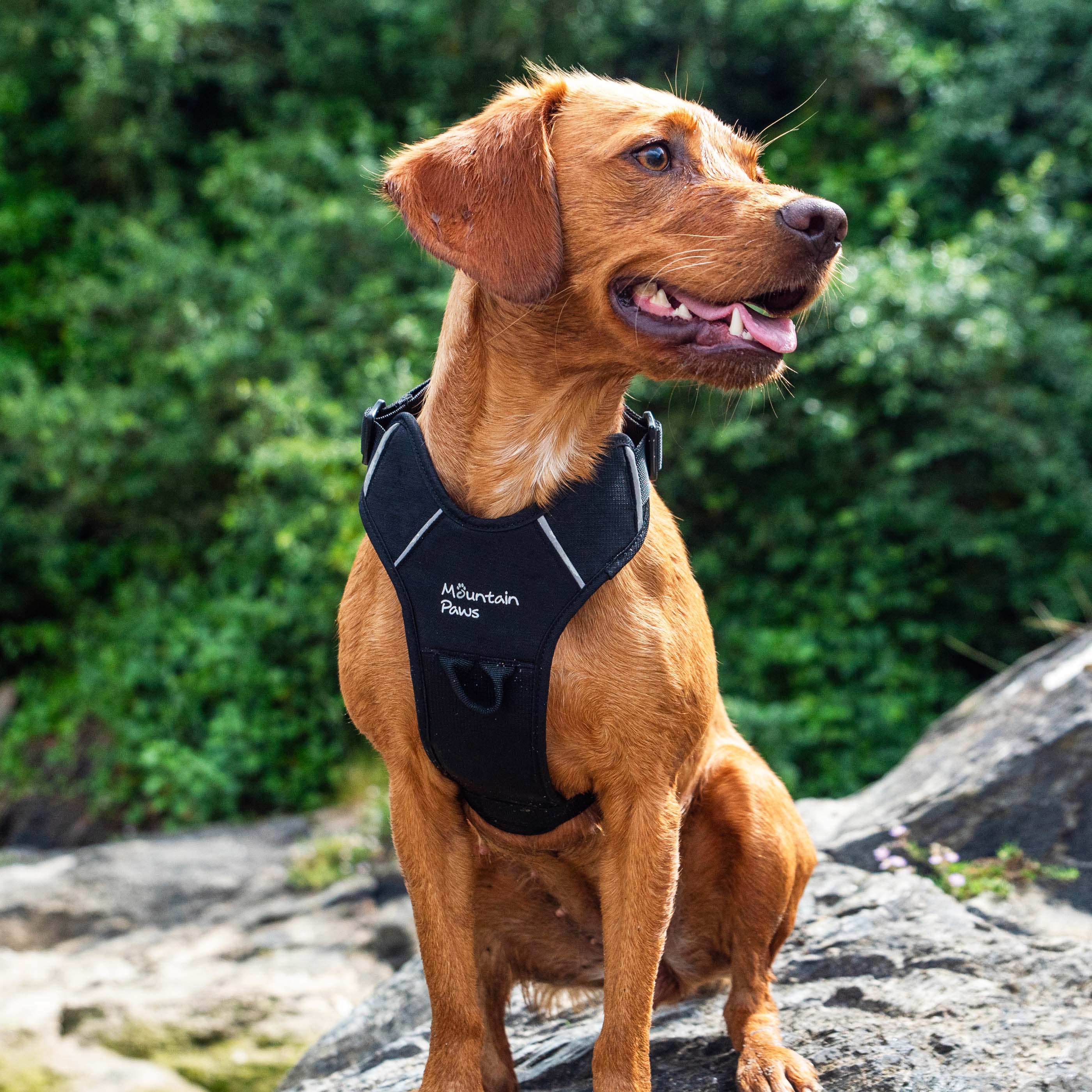 Dog Harness - variant[Black]
