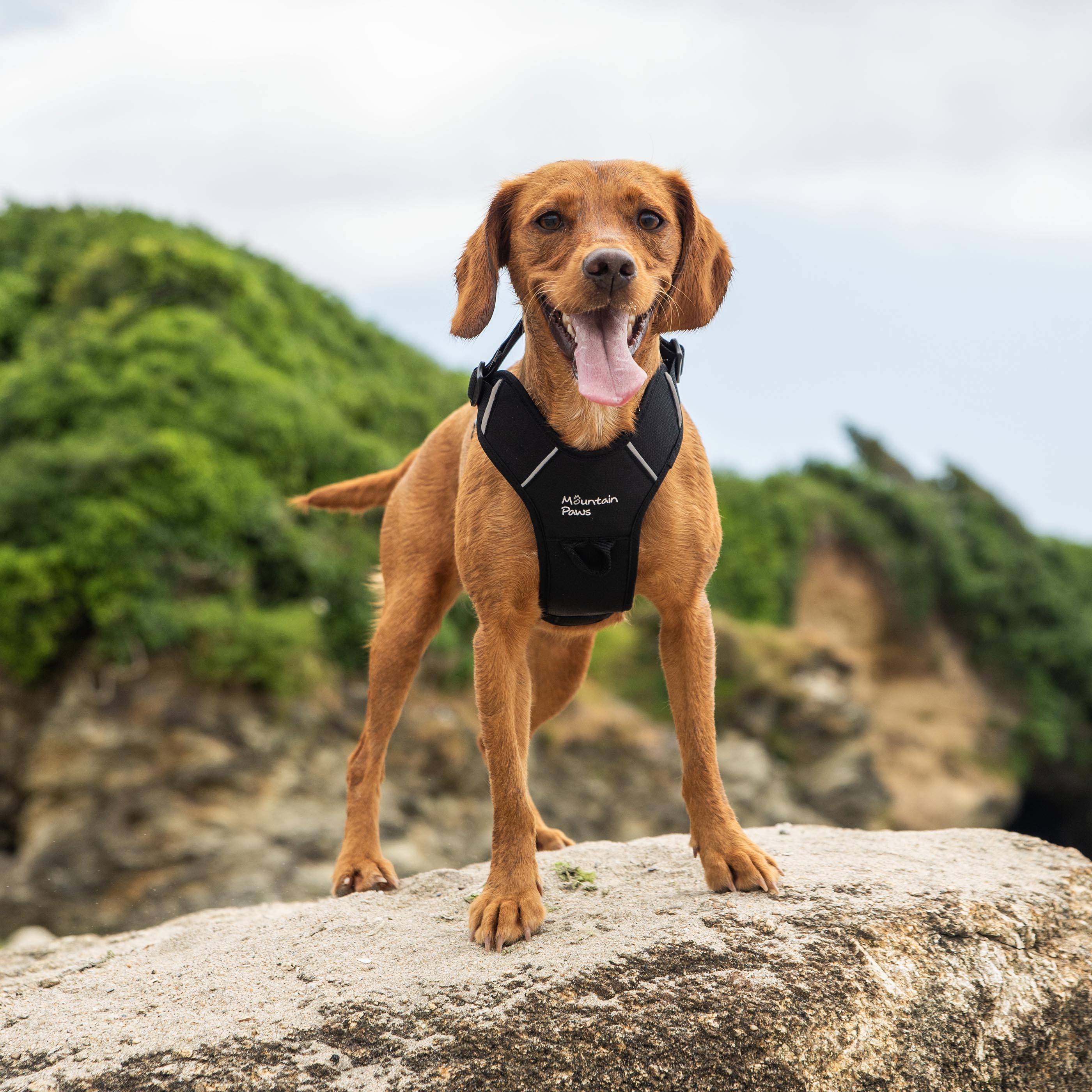 Dog Harness - variant[Black]