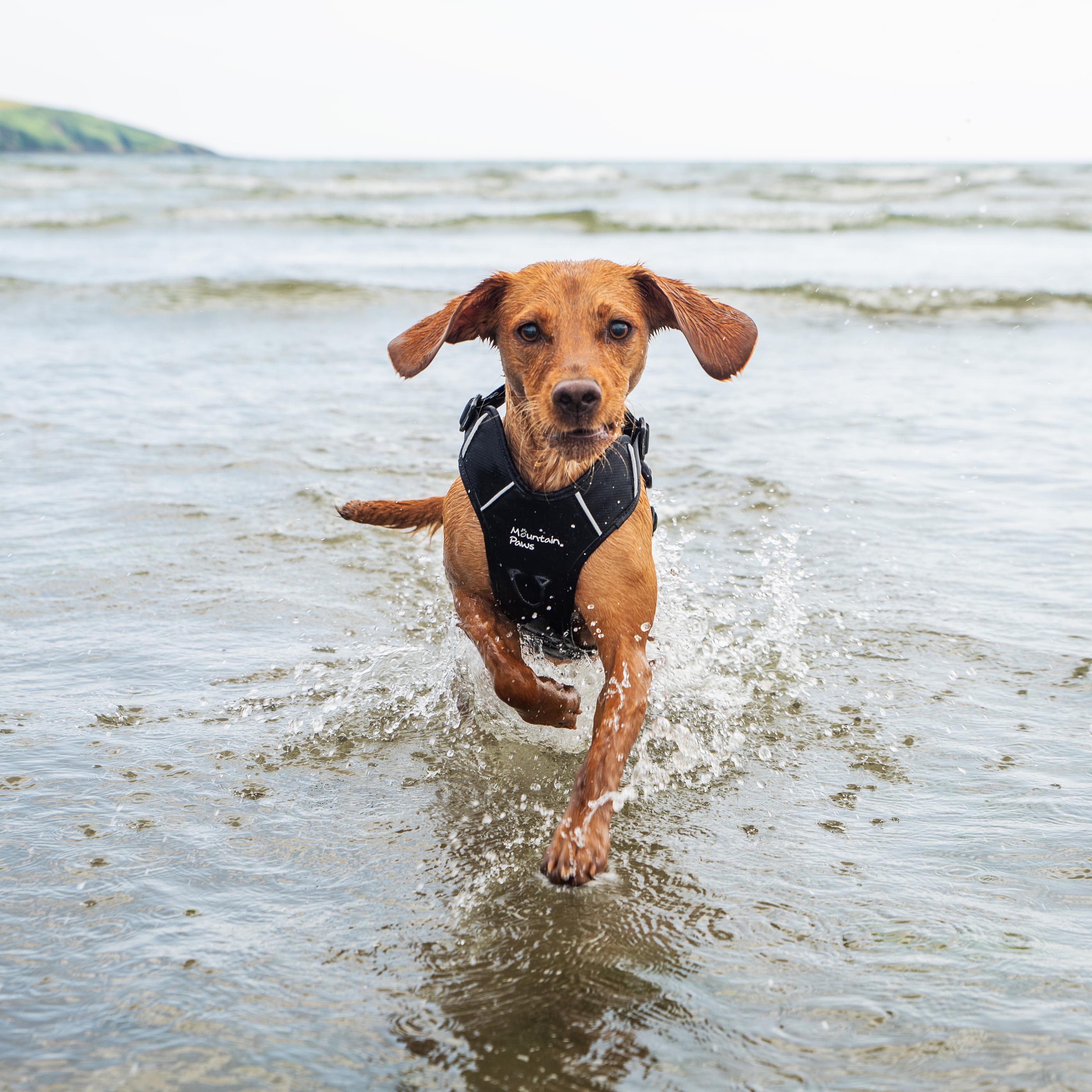 Dog Harness - variant[Black]
