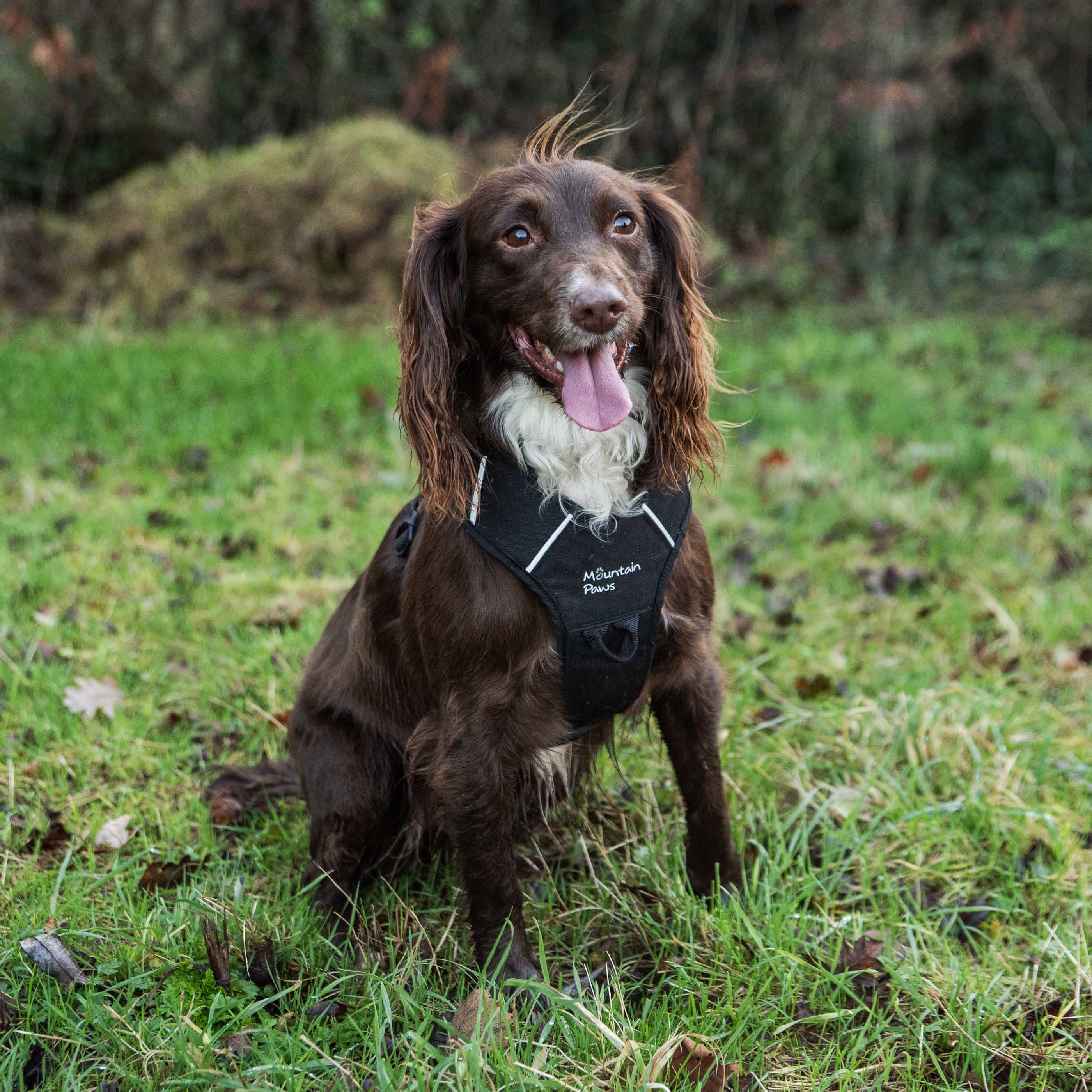 Dog Harness - variant[Black]