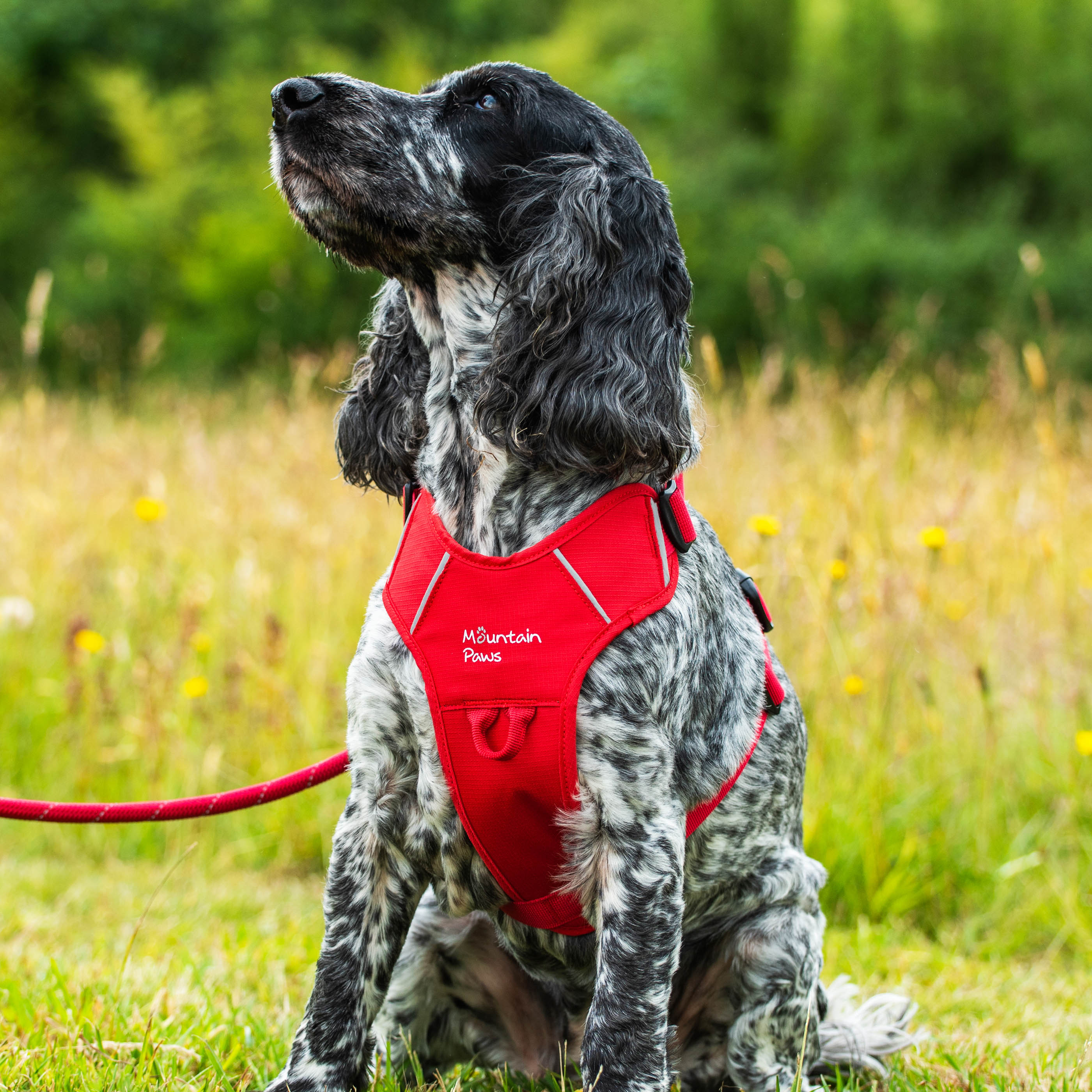 Dog Harness - variant[Red]