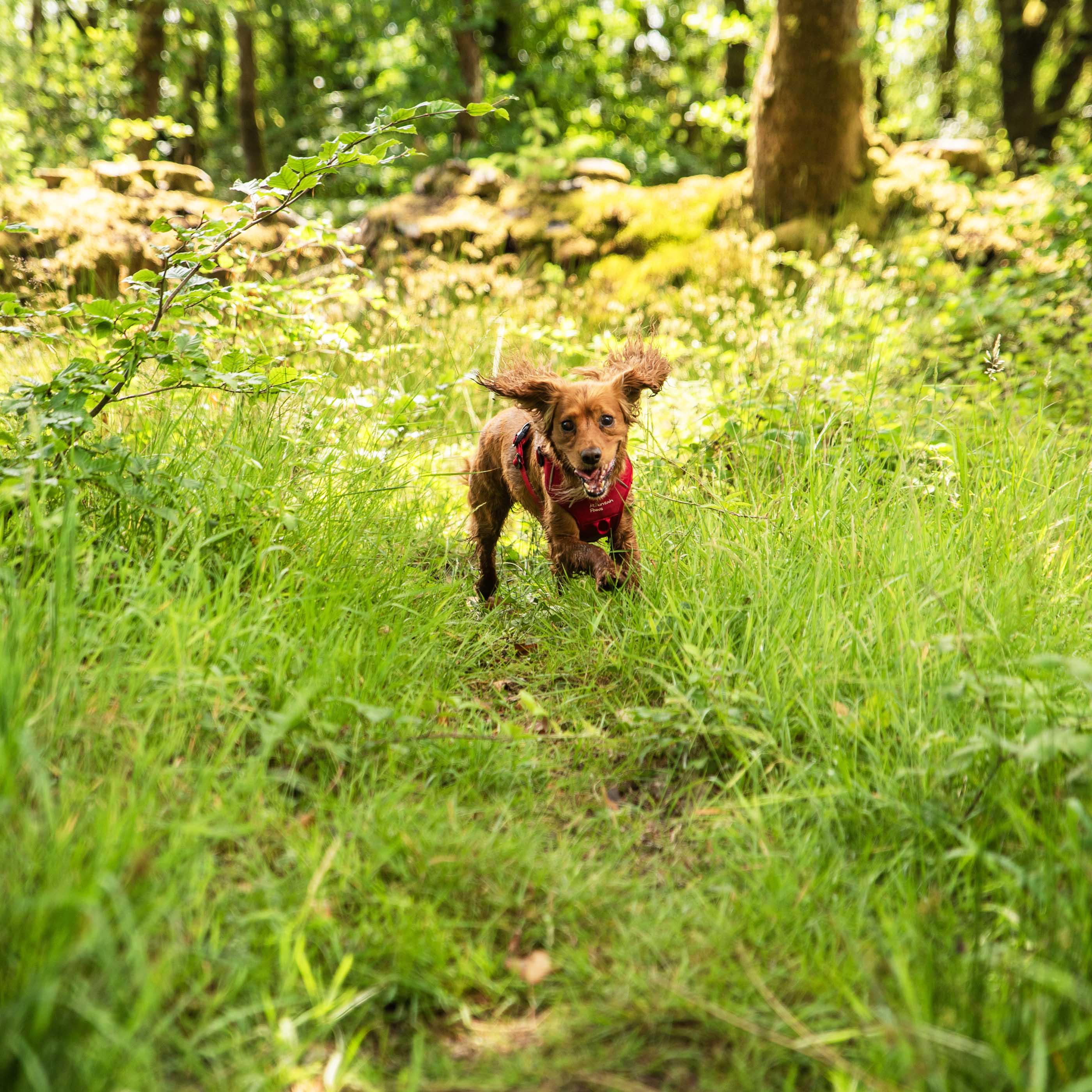 Dog Harness - variant[Red]