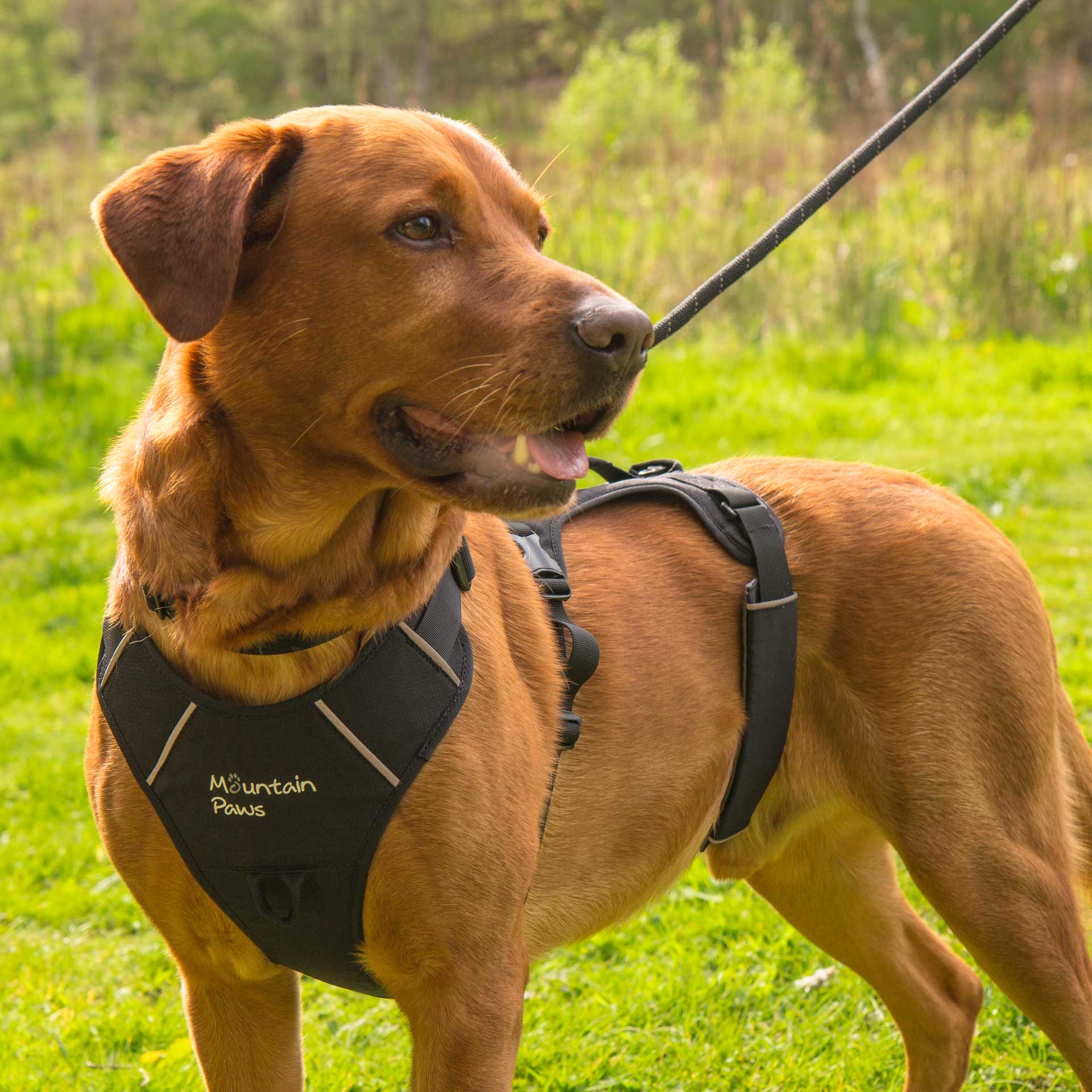 3 Strap Dog Harness