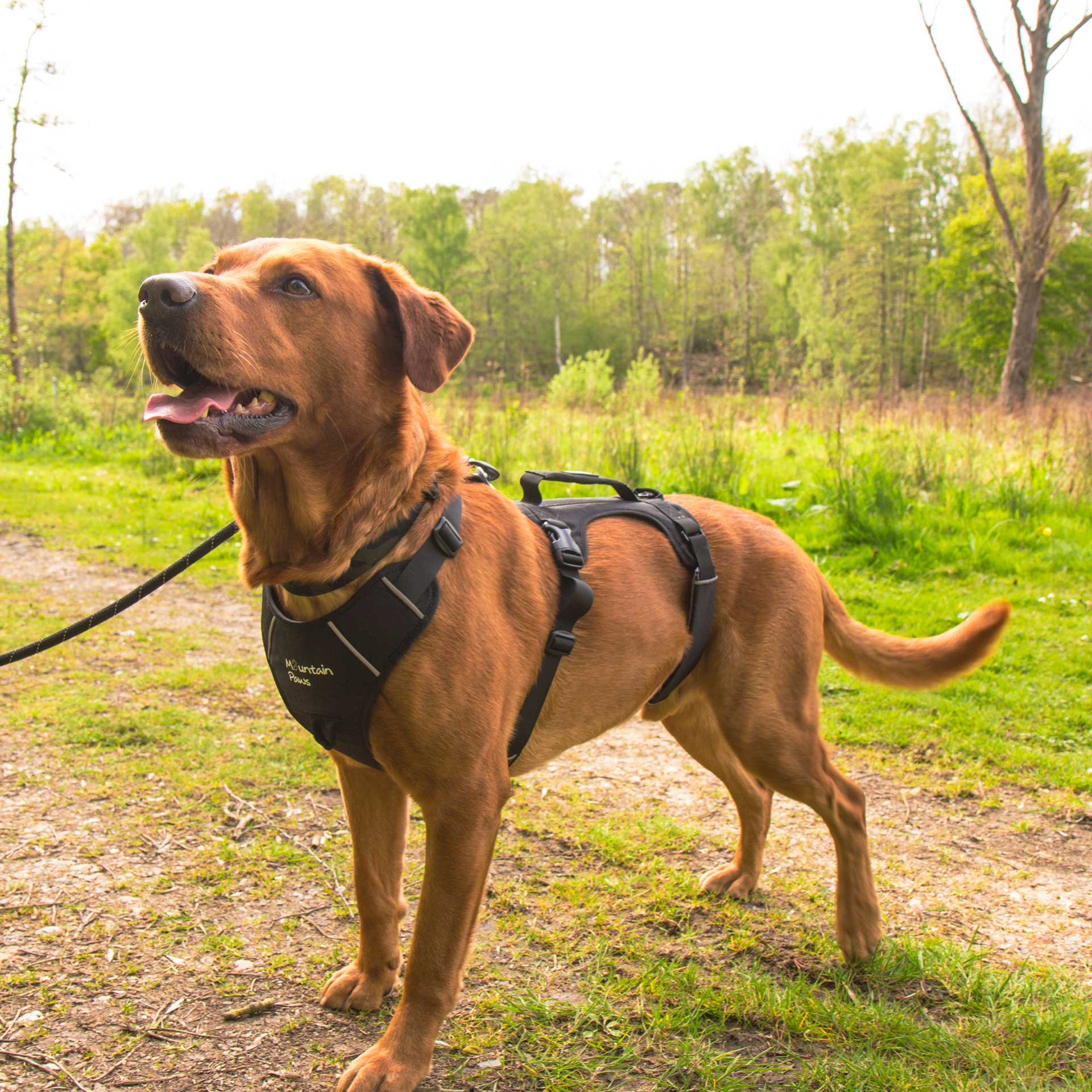 3 Strap Dog Harness