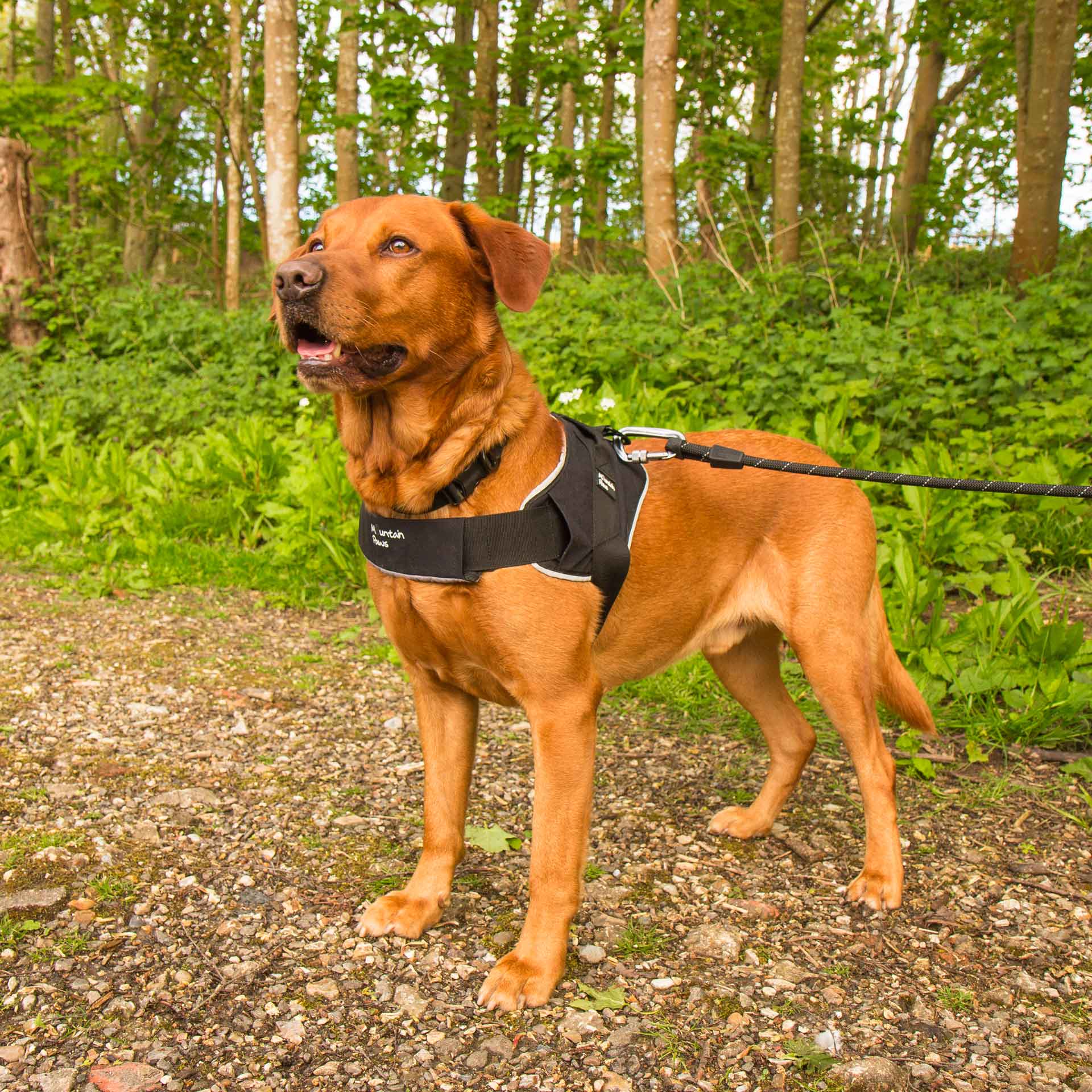 Extra Tough Dog Harness