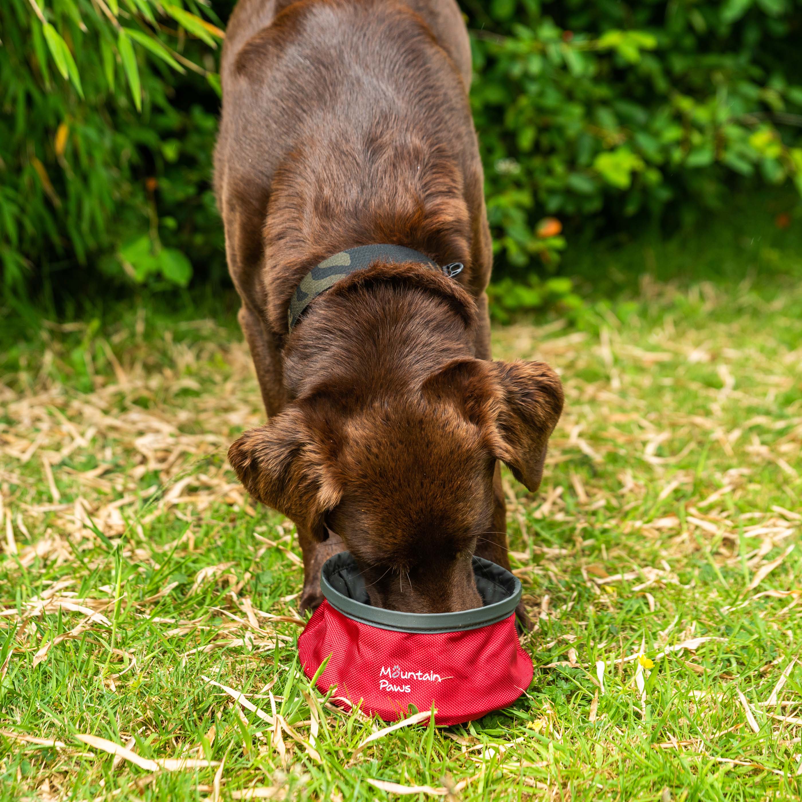 Collapsible Dog Water Bowl - variant[Red]