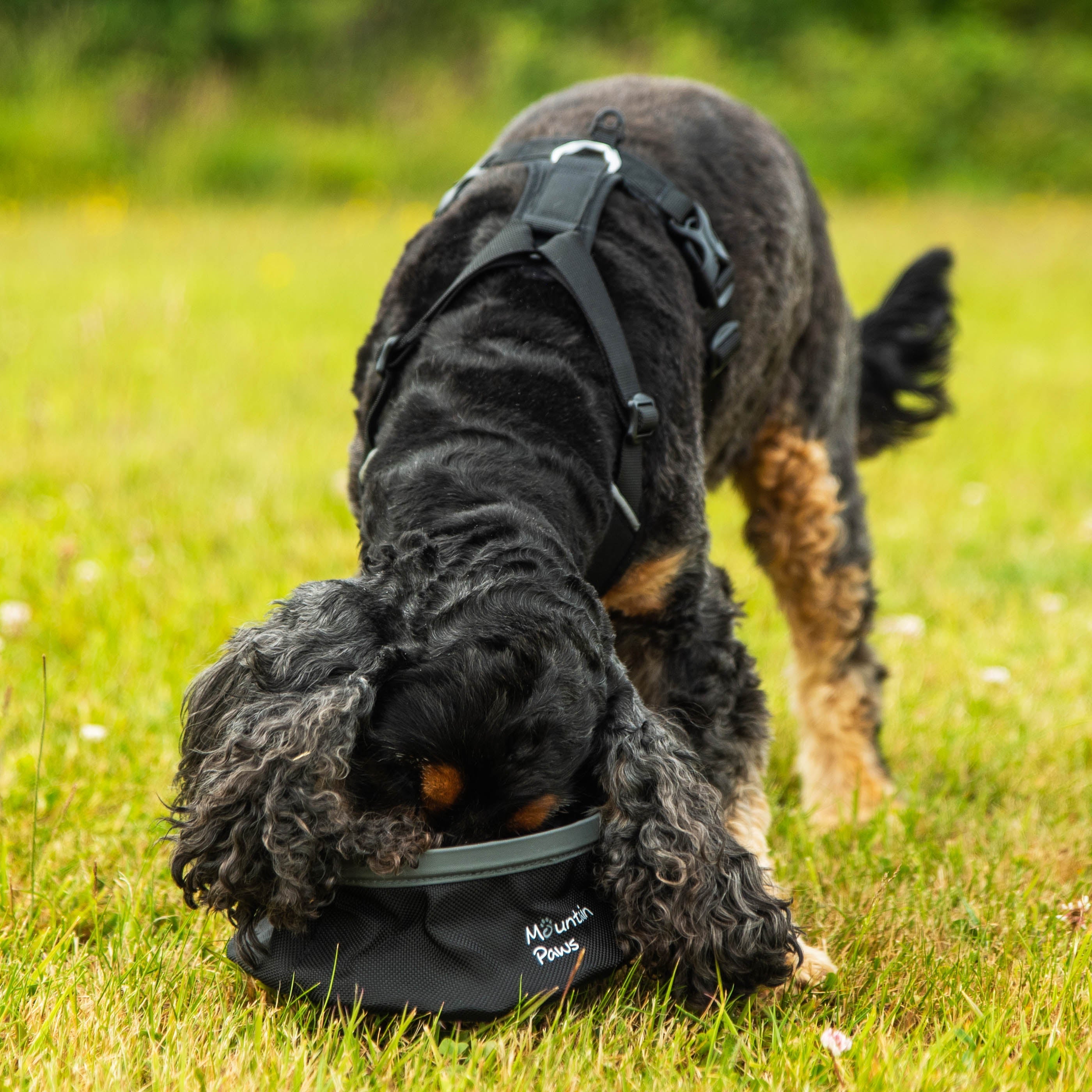 Collapsible Dog Water Bowl - variant[Black]