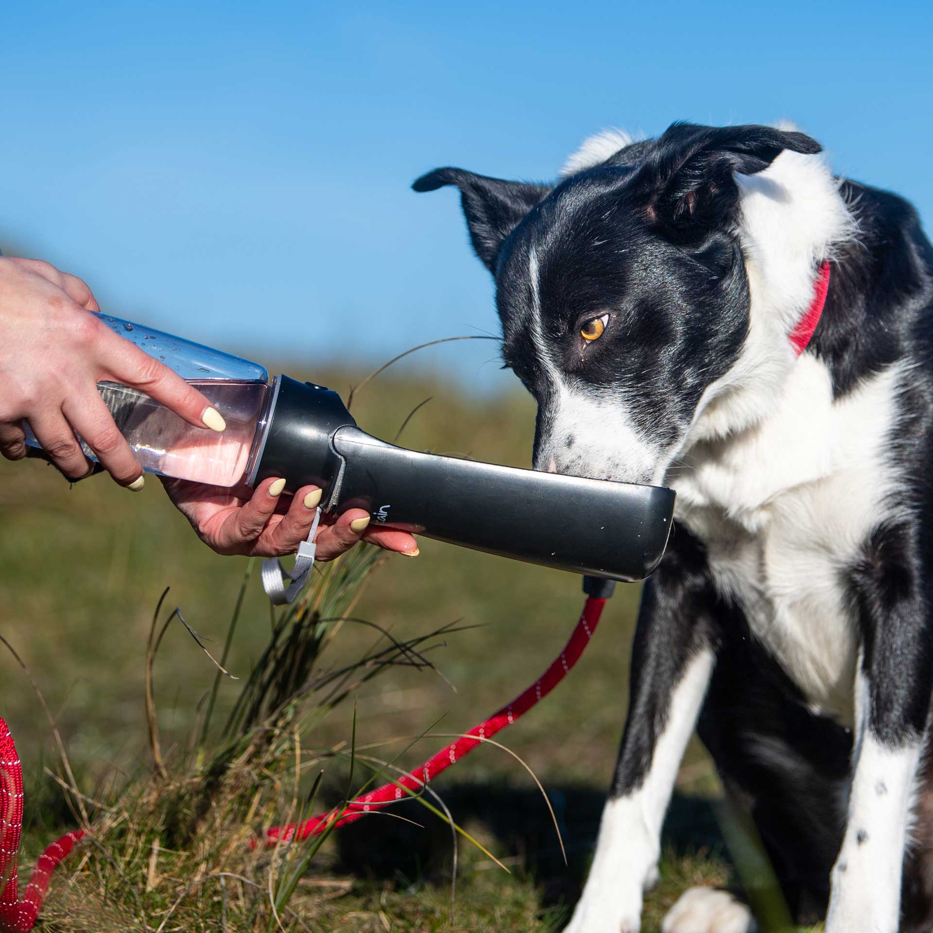 Folding Dog Water Bottle