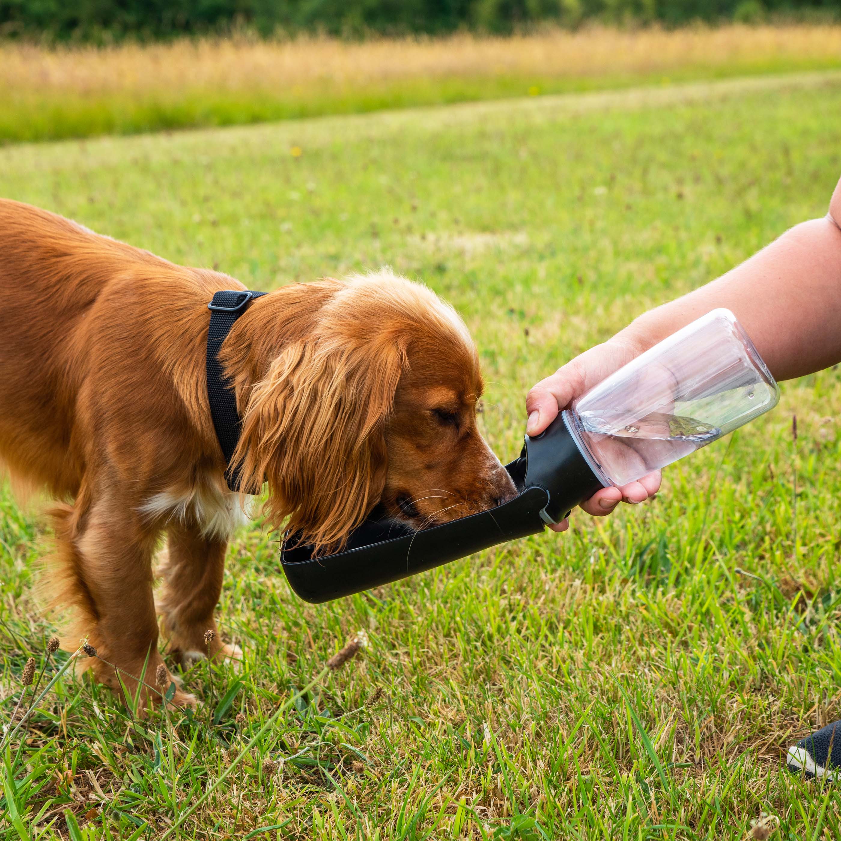 Folding Dog Water Bottle