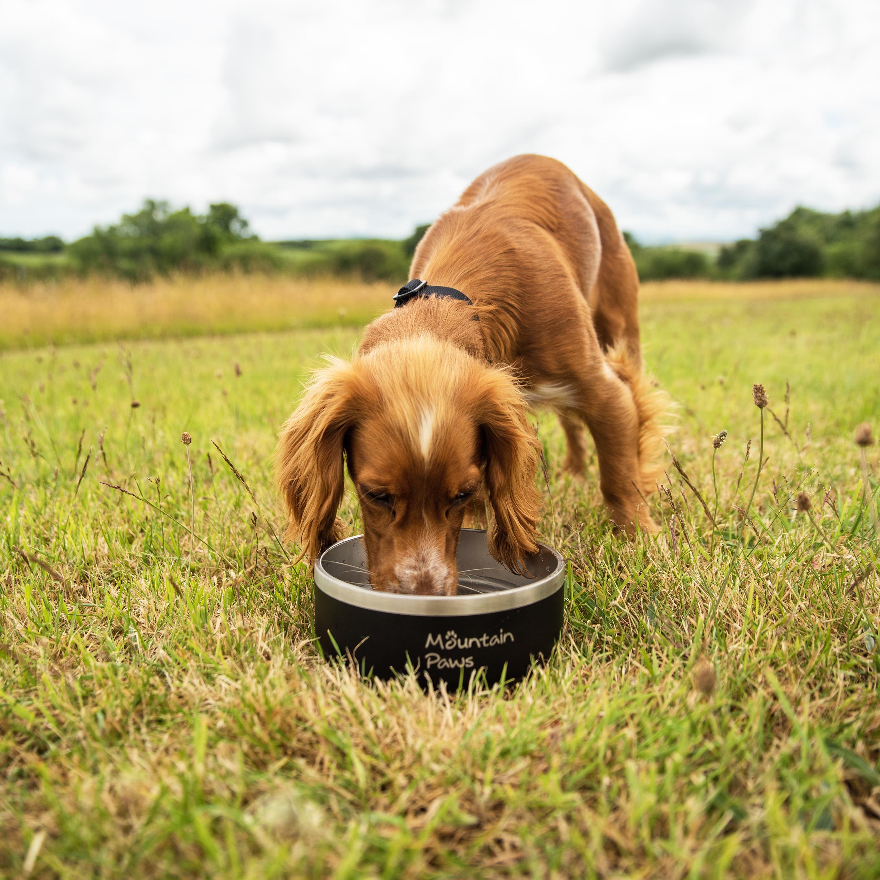 Basecamp Dog Bowl