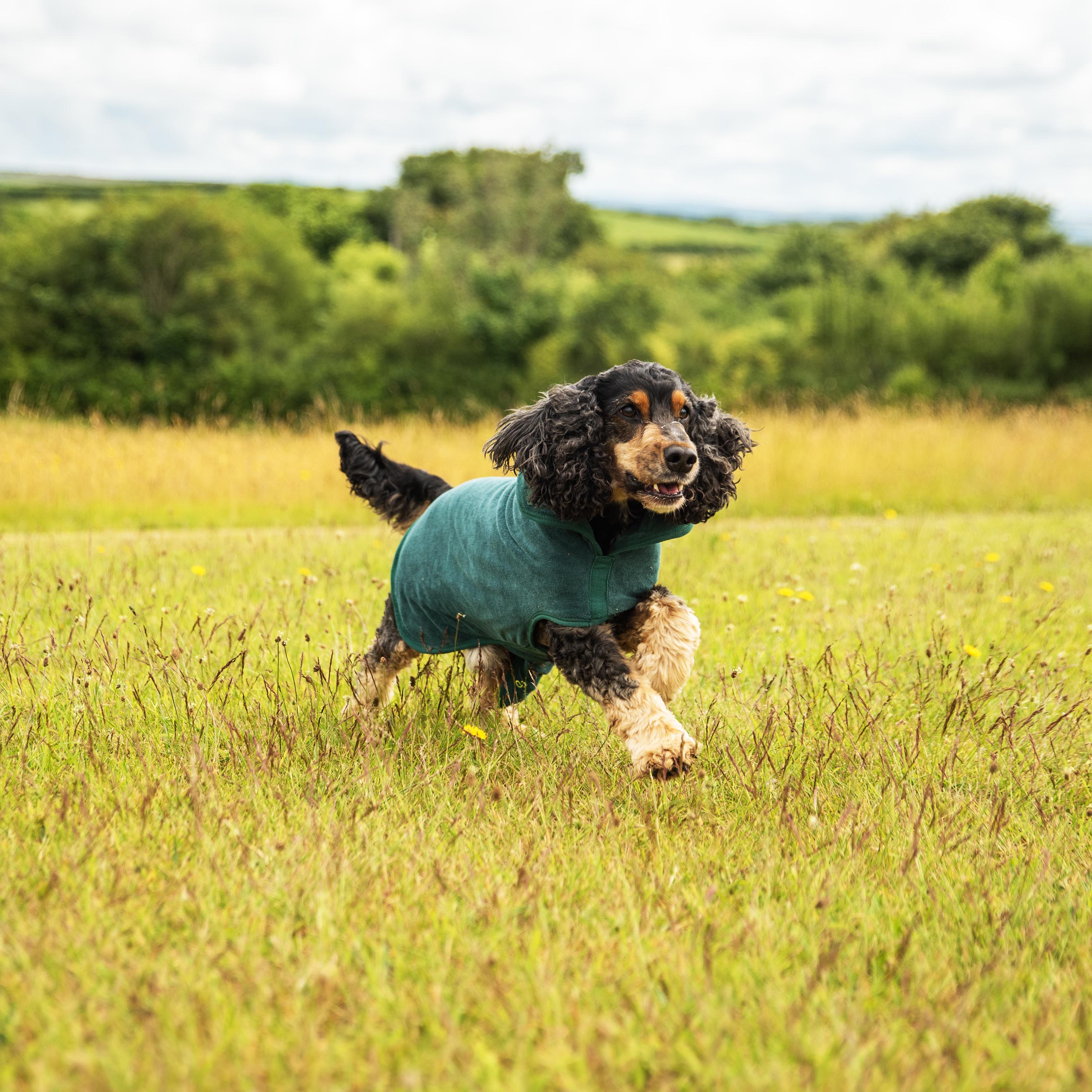 Dog Robe - variant[Green]