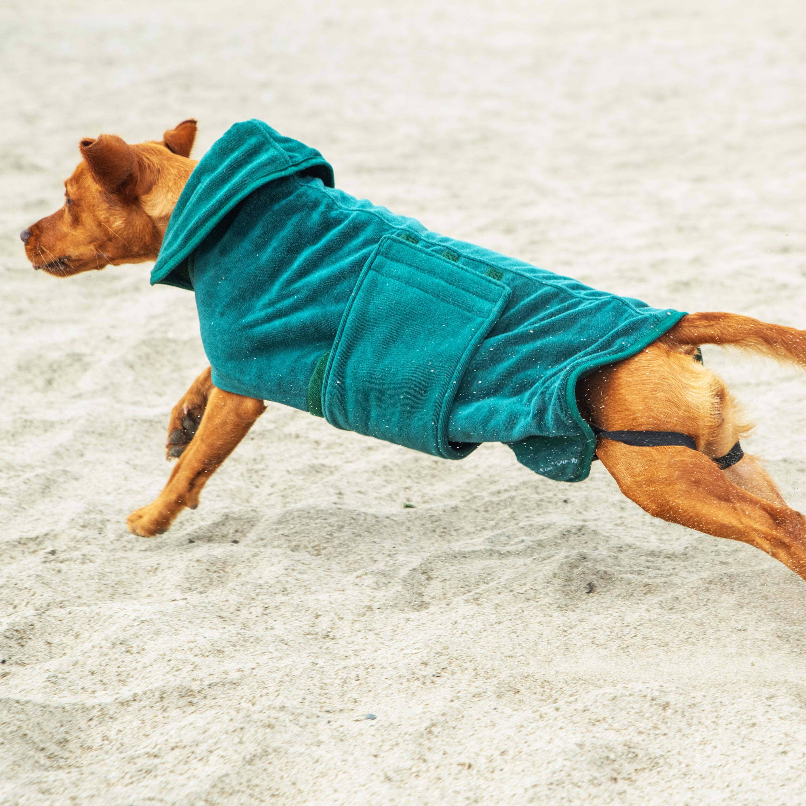 Dog Robe - variant[Green]