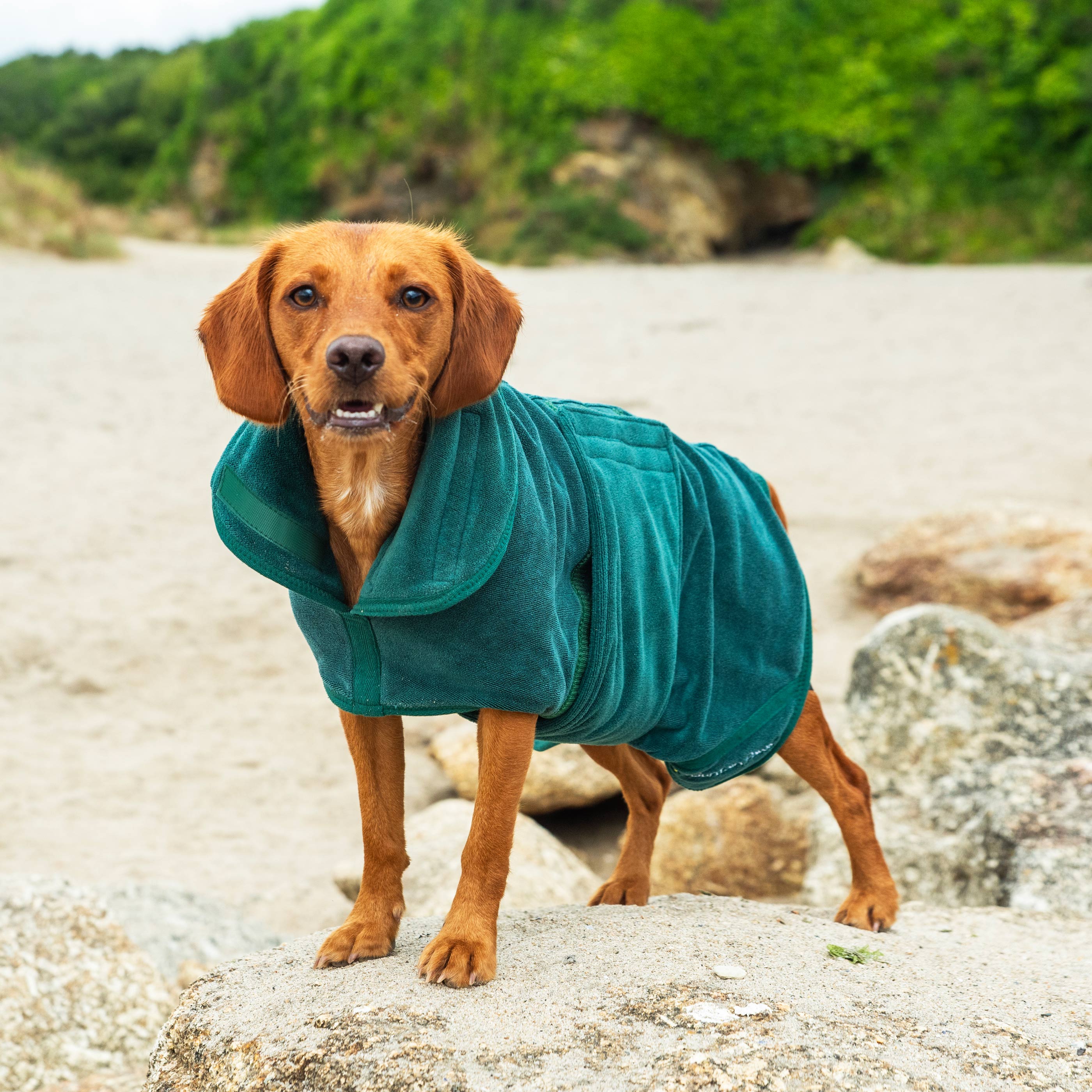 Dog Robe - variant[Green]