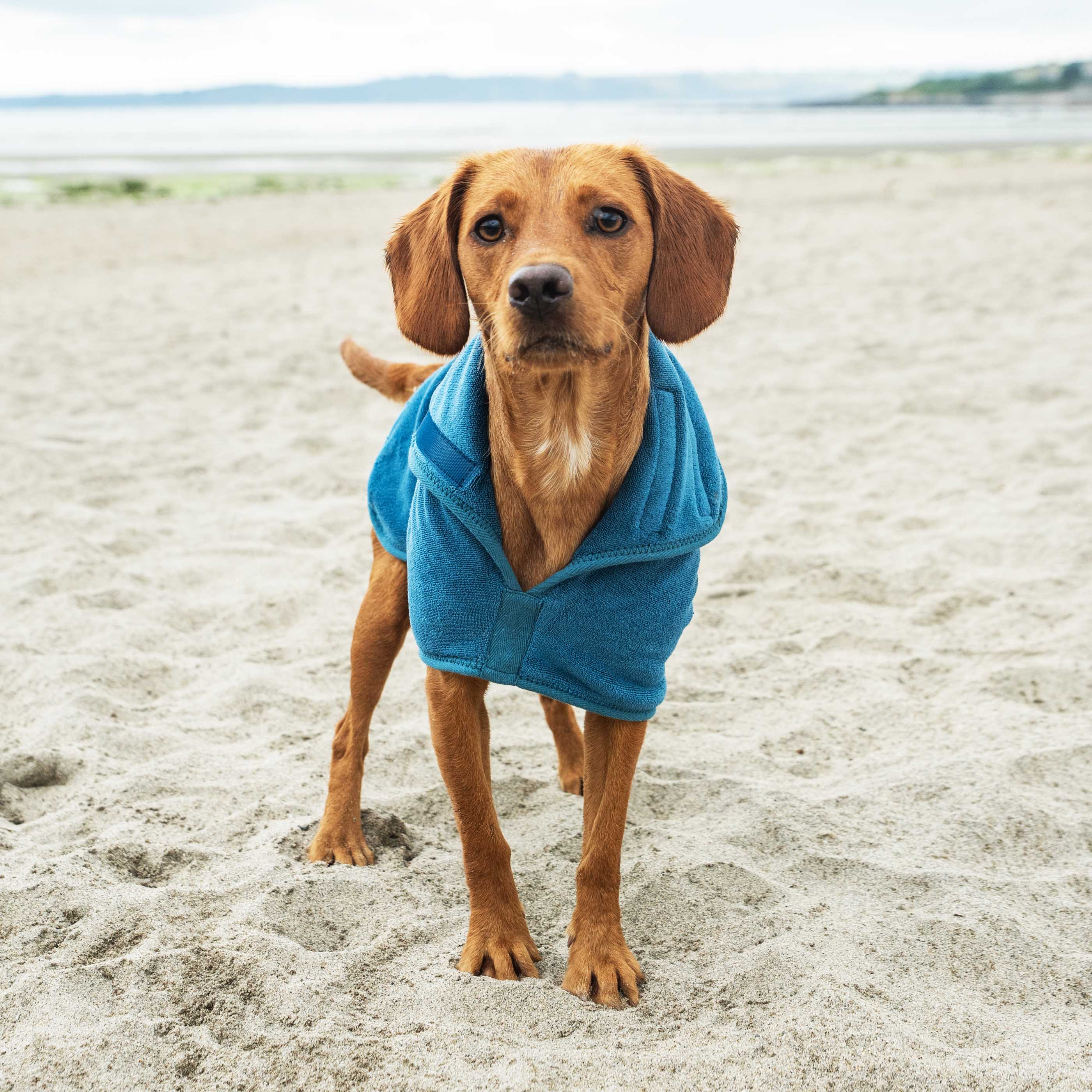 Dog Robe - variant[Blue]