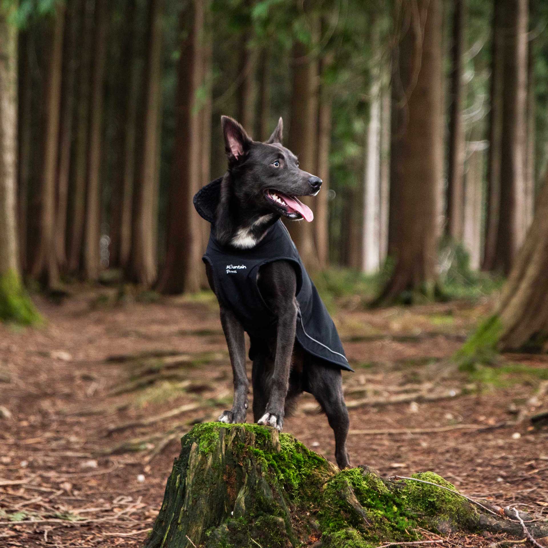 Fleece Lined Dog Coat - variant[Black]