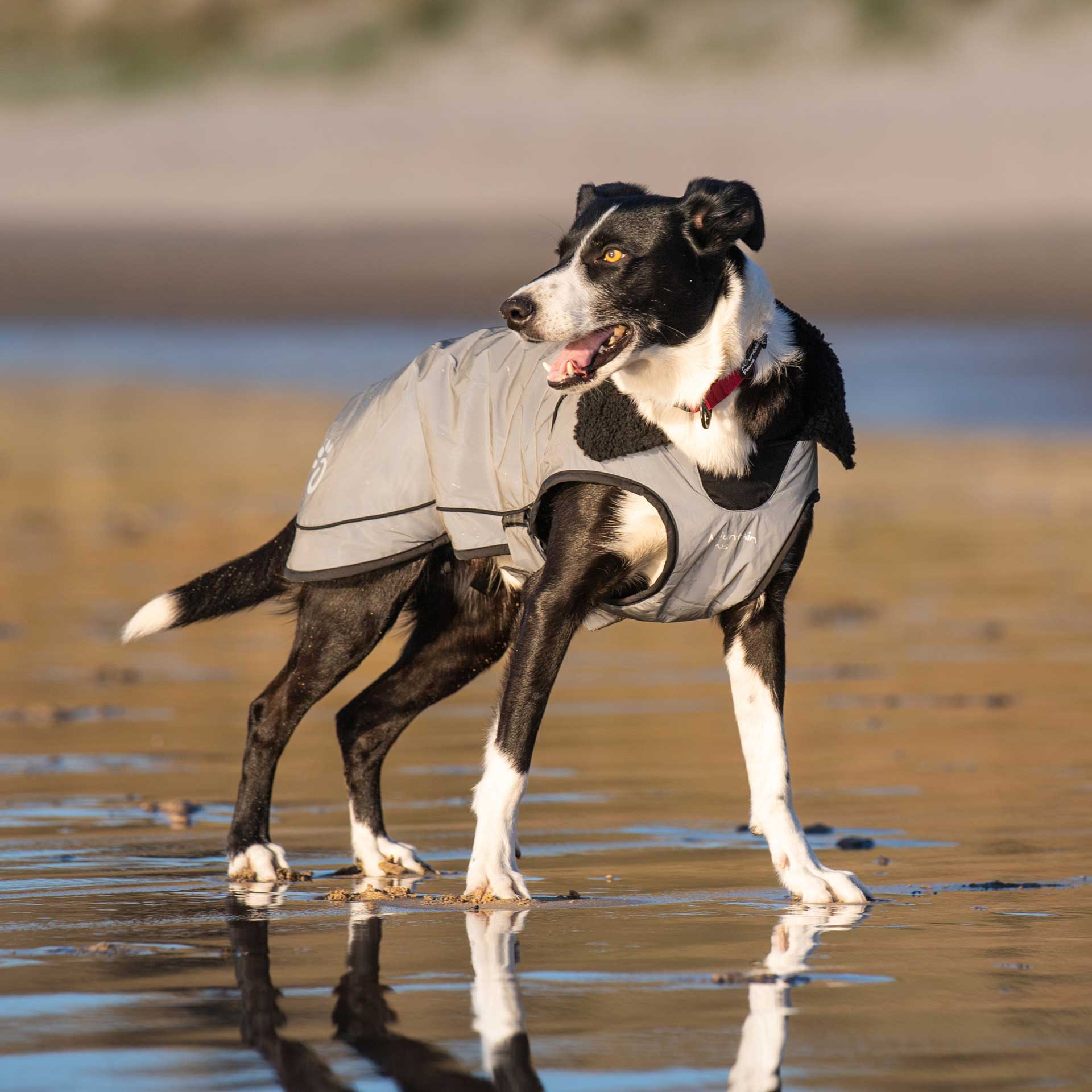 Fleece Lined Dog Coat - variant[Reflective]